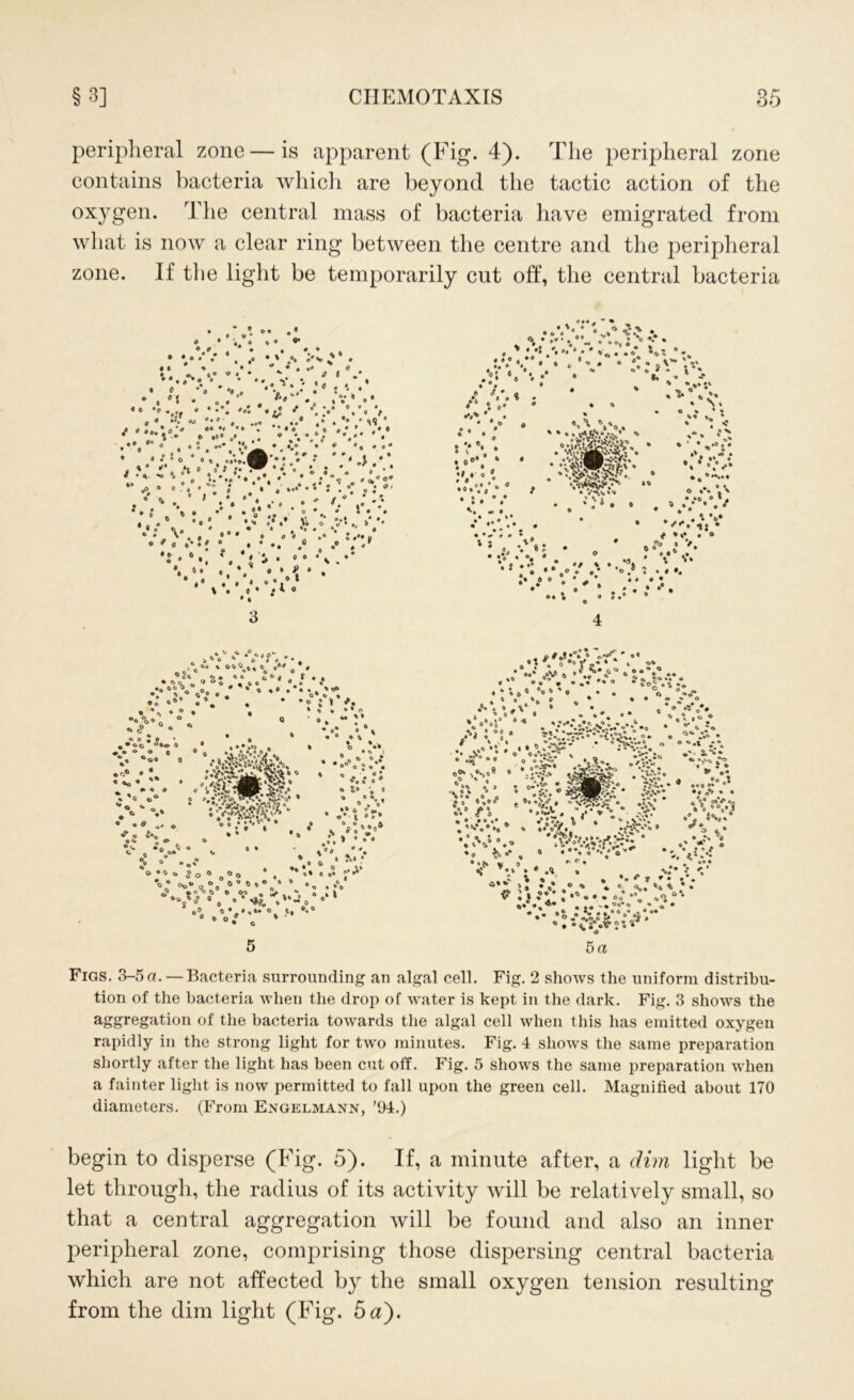 peripheral zone — is apparent (Fig. 4). The peripheral zone contains bacteria which are beyond the tactic action of the oxygen. The central mass of bacteria have emigrated from what is now a clear ring between the centre and the peripheral zone. If the light be temporarily cut off, the central bacteria • ® o« # • » * V. o • ° O o - • • • t * © „ _ •.* **.*.. v , / * **, • , '! < o • *'» «. • •• *• • • *. '»* /.*• « ® «*'*'. ... .. .* • 0 ,* sS .« «• *• *• • •«« ,0 «• *. .*« °. 0 , • . 0 • ,,,> ♦ ’ . v .°« »'•» c ♦ *:.• *.,Y* • •• V; . I® • « * °» * . • * :k 4 3 > O 0 ’« o . ® o'* ^ • „ «. •r-V- • .v! *«. .»*. s«* •*. • *. * s v *. • • * . » ' Vi v.« . * ® 0 ® • • * . % « » ’ *  *: * t**®. . yjXjg&&V. * »' i 4 » . • ,V&!PrC3fc' * ** •„•*»• »» . .. *w' • D « » V*\\»o % * v » # . ® \ j • »a o * . s •.*•*•* • v/ v • • • • • * ♦# »# * . ; • . • ©o o V .; ••.!» : .... j. # » . * * .... .. • . ; * o • •• • ^ • ♦ » V * f > C ° v c» a ©O ’• .?« 4» 0 o c o © • o « 0 © ,60 - o « . » 0 © ° 0 t • ©00 • • • © 0* • • • © Q © * o© o° © “c. c O 0 J ® * 0 • o o °«o 0 ^ o o 9 © V 9 • o« • « «o » * O « ( >»'0. 4 . . • * o • » - »• . • W.“ • 9 • * » »•.; o» > 0 •. „ o ®o *«* • ©' ^ 2 o ® • • 0 OB * «• t «?• 0 6 O . . A ••• o© t S ) * ° 0 ° 0 o « o* o ©• o° « ti o o© Vo - o w *$90 * o 0 °© ?• ’ ® °o C % 0 Jo Figs. 3-5a. — Bacteria surrounding an algal cell. Fig. 2 shows the uniform distribu- tion of the bacteria when the drop of water is kept in the dark. Fig. 3 shows the aggregation of the bacteria towards the algal cell when this has emitted oxygen rapidly in the strong light for two minutes. Fig. 4 shows the same preparation shortly after the light has been cut off. Fig. 5 shows the same preparation when a fainter light is now permitted to fall upon the green cell. Magnified about 170 diameters. (From Engelmann, ’94.) begin to disperse (Fig. 5). If, a minute after, a dim light be let through, the radius of its activity will be relatively small, so that a central aggregation will be found and also an inner peripheral zone, comprising those dispersing central bacteria which are not affected by the small oxygen tension resulting from the dim light (Fig. 5 a).