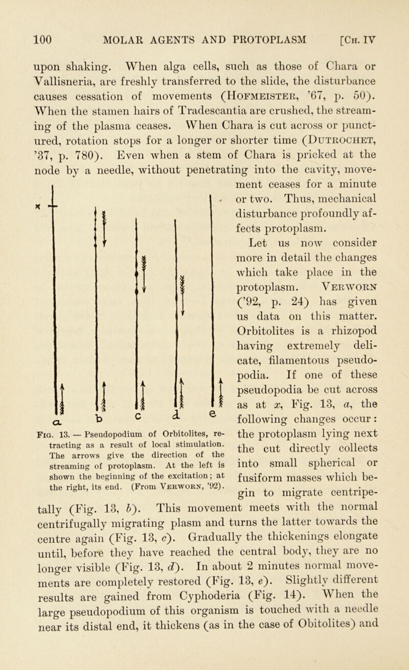 upon shaking. When alga cells, such as those of Chara or Vallisneria, are freshly transferred to the slide, the disturbance causes cessation of movements (Hofmeister, '67, p. 50). When the stamen hairs of Tradescantia are crushed, the stream- ing of the plasma ceases. When Chara is cut across or punct- ured, rotation stops for a longer or shorter time (Dutrochet, ’37, p. 780). Even when a stem of Chara is pricked at the node by a needle, without penetrating into the cavity, move- ment ceases for a minute or two. Thus, mechanical disturbance profoundly af- fects protoplasm. Let us now consider more in detail the changes which take place in the protoplasm. V er w orn (’92, p. 24) has given us data on this matter. Orbitolites is a rhizopod having extremely deli- cate, filamentous pseudo- podia. If one of these pseudopodia be cut across as at #, Fig. 13, a, the following changes occur: the protoplasm lying next the cut directly collects into small spherical or fusiform masses which be- gin to migrate centripe- tally (Fig. 13, 6). This movement meets with the normal centrifugally migrating plasm and turns the latter towards the centre again (Fig. 13, c). Gradually the thickenings elongate until, before they have reached the central body, they are no longer visible (Fig. 13, d). In about 2 minutes normal move- ments are completely restored (Fig. 13, e). Slightly different results are gained from Cyphoderia (Fig. 14). When the large pseudopodium of this organism is touched with a needle near its distal end, it thickens (as in the case of Obitolites) and Fig. 13. — Pseudopodium of Orbitolites, re- tracting as a result of local stimulation. The arrows give the direction of the streaming of protoplasm. At the left is shown the beginning of the excitation; at the right, its end. (From Verworn, ’92).