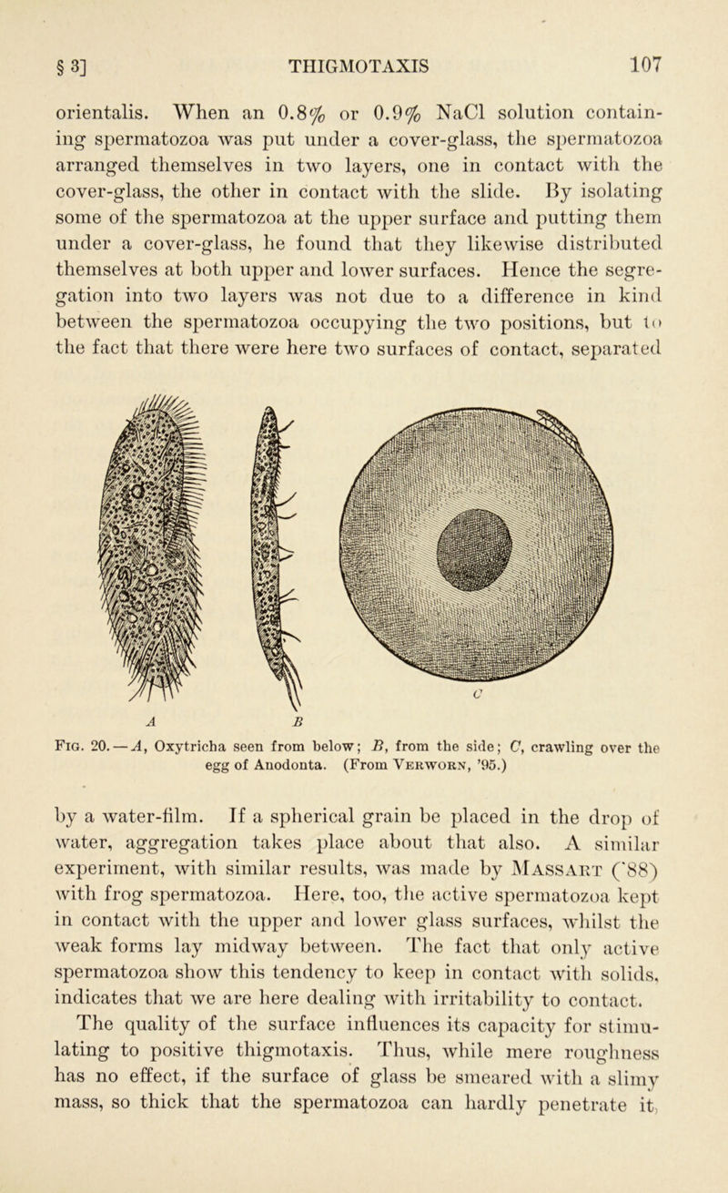 orientalis. When an 0.8% or 0.9% NaCl solution contain- ing spermatozoa was put under a cover-glass, the spermatozoa arranged themselves in two layers, one in contact with the cover-glass, the other in contact with the slide. By isolating some of the spermatozoa at the upper surface and putting them under a cover-glass, he found that they likewise distributed themselves at both upper and lower surfaces. Hence the segre- gation into two layers was not due to a difference in kind between the spermatozoa occupying the two positions, but to the fact that there were here two surfaces of contact, separated A B Fig. 20. — A, Oxytricha seen from below; B, from the side; C, crawling over the egg of Anodonta. (From Verworn, ’95.) by a water-film. If a spherical grain be placed in the drop of water, aggregation takes place about that also. A similar experiment, with similar results, was made by Massart ('88) with frog spermatozoa. Here, too, the active spermatozoa kept in contact with the upper and lower glass surfaces, whilst the weak forms lay midway between. The fact that only active spermatozoa show this tendency to keep in contact with solids, indicates that we are here dealing with irritability to contact. The quality of the surface influences its capacity for stimu- lating to positive thigmotaxis. Thus, while mere roughness has no effect, if the surface of glass be smeared with a slimy mass, so thick that the spermatozoa can hardly penetrate it