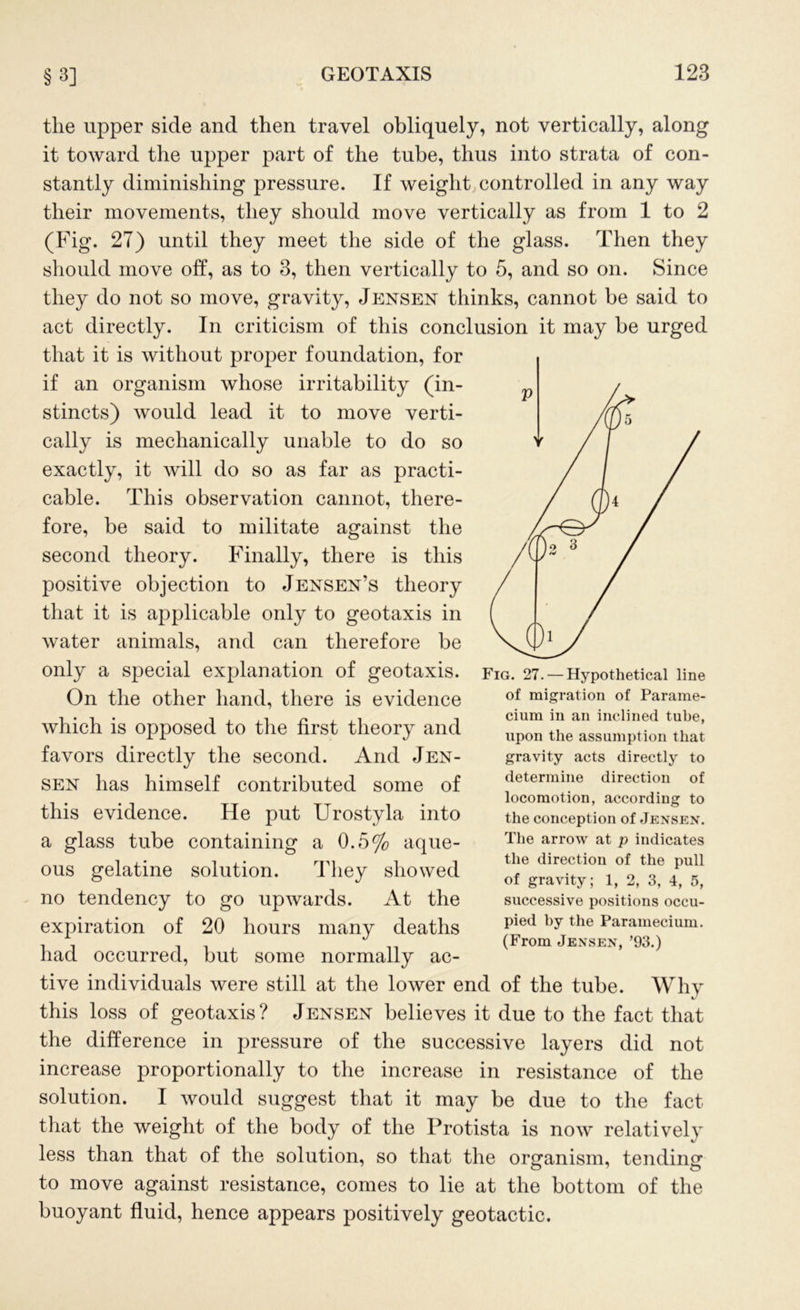 the upper side and then travel obliquely, not vertically, along it toward the upper part of the tube, thus into strata of con- stantly diminishing pressure. If weight controlled in any way their movements, they should move vertically as from 1 to 2 (Fig. 27) until they meet the side of the glass. Then they should move off, as to 3, then vertically to 5, and so on. Since they do not so move, gravity, Jensen thinks, cannot be said to act directly. In criticism of this conclusion it may be urged that it is without proper foundation, for if an organism whose irritability (in- stincts) would lead it to move verti- cally is mechanically unable to do so exactly, it will do so as far as practi- cable. This observation cannot, there- fore, be said to militate against the second theory. Finally, there is this positive objection to Jensen’s theory that it is applicable only to geotaxis in water animals, and can therefore be only a special explanation of geotaxis. On the other hand, there is evidence which is opposed to the first theory and favors directly the second. And Jen- sen has himself contributed some of this evidence. He put Urostyla into a glass tube containing a 0.5% aque- ous gelatine solution. They showed no tendency to go upwards. At the expiration of 20 hours many deaths had occurred, but some normally ac- tive individuals were still at the lower end of the tube. Whv this loss of geotaxis? Jensen believes it due to the fact that the difference in pressure of the successive layers did not increase proportionally to the increase in resistance of the solution. I would suggest that it may be due to the fact that the weight of the body of the Protista is now relatively less than that of the solution, so that the organism, tending to move against resistance, comes to lie at the bottom of the buoyant fluid, hence appears positively geotactic. Fig. 27. — Hypothetical line of migration of Parame- cium in an inclined tube, upon the assumption that gravity acts directly to determine direction of locomotion, according to the conception of Jensen. The arrow at p indicates the direction of the pull of gravity; 1, 2, 3, 4, 5, successive positions occu- pied by the Paramecium. (From Jensen, ’93.)