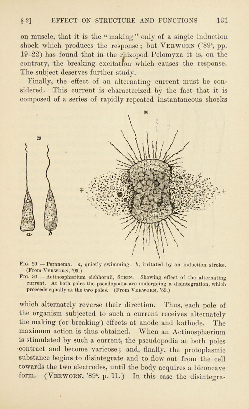 on muscle, that it is the “ making ” only of a single induction shock which produces the response ; but Yeeworn (’89% pp. 19-22) has found that in the rliizopod Pelomyxa it is, on the contrary, the breaking excitation which causes the response. The subject deserves further study. Finally, the effect of an alternating current must be con- sidered. This current is characterized by the fact that it is composed of a series of rapidly repeated instantaneous shocks 30 Fig. 29. — Peranema. a, quietly swimming; b, irritated by an induction stroke. (From Verworn, ’95.) Fig. 30. — Actinosphaerium eichhornii, Stein. Showing effect of the alternating current. At both poles the pseudopodia are undergoing a disintegration, which proceeds equally at the two poles. (From Verworn, ’89.) which alternately reverse their direction. Thus, each pole of the organism subjected to such a current receives alternately the making (or breaking) effects at anode and kathode. The maximum action is thus obtained. When an Actinosphaerium is stimulated by such a current, the pseudopodia at both poles contract and become varicose; and, finally, the protoplasmic substance begins to disintegrate and to flow out from the cell towards the two electrodes, until the body acquires a biconcave form. (Verworn, ’89% p. 11.) In this case the disintegra-