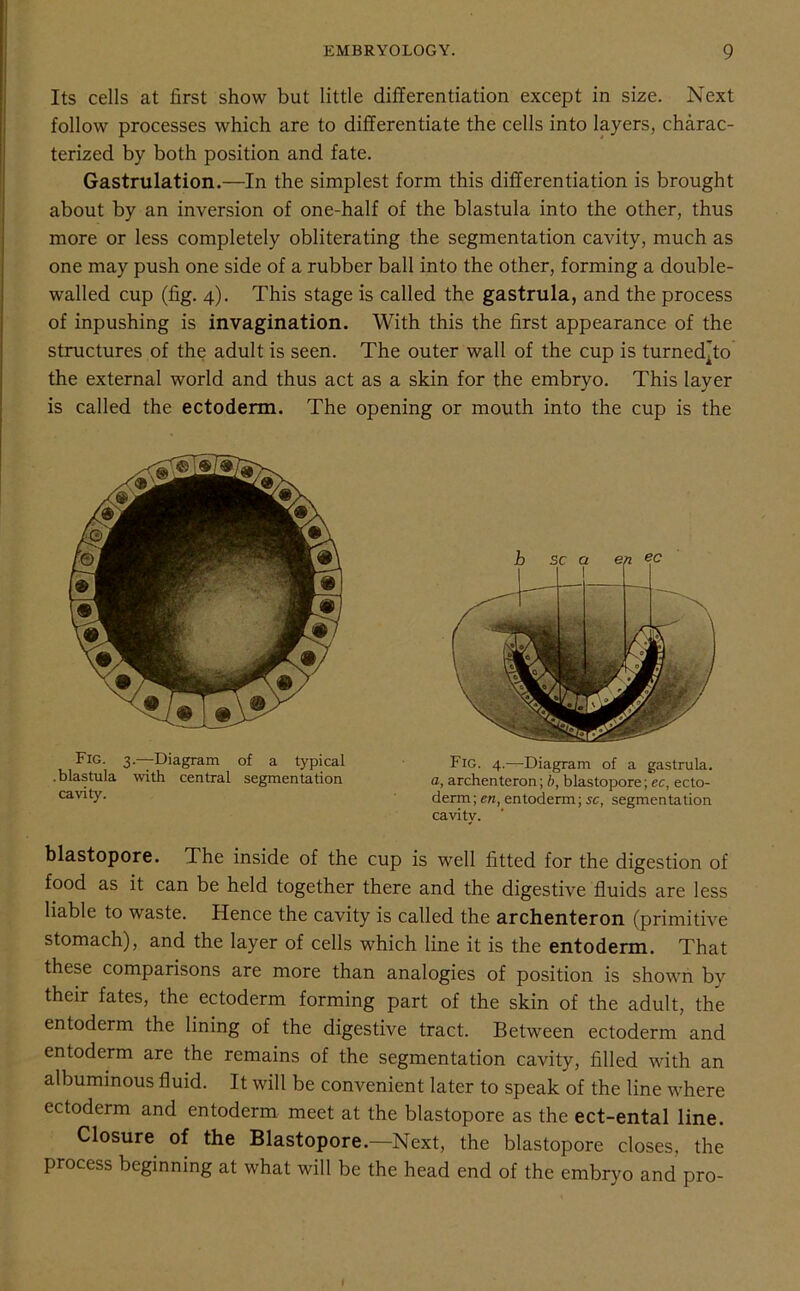 Its cells at first show but little differentiation except in size. Next follow processes which are to differentiate the cells into layers, charac- terized by both position and fate. Gastrulation.—In the simplest form this differentiation is brought about by an inversion of one-half of the blastula into the other, thus more or less completely obliterating the segmentation cavity, much as one may push one side of a rubber ball into the other, forming a double- walled cup (fig. 4). This stage is called the gastrula, and the process of inpushing is invagination. With this the first appearance of the structures of the adult is seen. The outer wall of the cup is turned^to the external world and thus act as a skin for the embryo. This layer is called the ectoderm. The opening or mouth into the cup is the Fig. 3.—Diagram of a typical .blastula with central segmentation cavity. Fig. 4.—Diagram of a gastrula. a, archenteron; b, blastopore; ec, ecto- derm; en, entoderm; sc, segmentation cavity. blastopore. The inside of the cup is well fitted for the digestion of food as it can be held together there and the digestive fluids are less liable to waste. Hence the cavity is called the archenteron (primitive stomach), and the layer of cells which line it is the entoderm. That these comparisons are more than analogies of position is shown by their fates, the ectoderm forming part of the skin of the adult, the entoderm the lining of the digestive tract. Between ectoderm and entoderm are the remains of the segmentation cavity, filled with an albuminous fluid. It will be convenient later to speak of the line where ectoderm and entoderm meet at the blastopore as the ect-ental line. Closure of the Blastopore.—Next, the blastopore closes, the process beginning at what will be the head end of the embryo and pro-