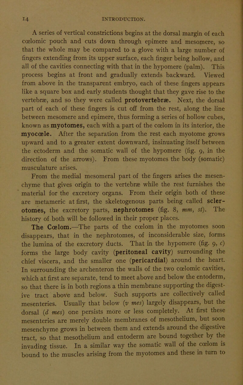 A series of vertical constrictions begins at the dorsal margin of each coelomic pouch and cuts down through epimere and mesomere, so that the whole may be compared to a glove with a large number of fingers extending from its upper surface, each finger being hollow, and all of the cavities connecting with that in the hypomere (palm). This process begins at front and gradually extends backward. Viewed from above in the transparent embryo, each of these fingers appears like a square box and early students thought that they gave rise to the vertebrae, and so they were called protovertebrae. Next, the dorsal part of each of these fingers is cut off from the rest, along the line between mesomere and epimere, thus forming a series of hollow cubes, known as myotomes, each with a part of the coelom in its interior, the myocoele. After the separation from the rest each myotome grows upward and to a greater extent downward, insinuating itself between the ectoderm and the somatic wall of the hypomere (fig. 9, in the direction of the arrows). From these myotomes the body (somatic) musculature arises. From the medial mesomeral part of the fingers arises the mesen- chyme that gives origin to the vertebrae while the rest furnishes the material for the excretory organs. From their origin both of these are metameric at first, the skeletogenous parts being called scler- otomes, the excretory parts, nephrotomes (fig. 8, mm, st). The history of both will be followed in their proper places. The Coelom.—The parts of the coelom in the myotomes soon disappears, that in the nephrotomes, of inconsiderable size, forms the lumina of the excretory ducts. That in the hypomere (fig. 9, c) forms the large body cavity (peritoneal cavity) surrounding the chief viscera, and the smaller one (pericardial) around the heart. In surrounding the archenteron the walls of the two coelomic cavities, which at first are separate, tend to meet above and below the entoderm, so that there is in both regions a thin membrane supporting the digest- ive tract above and below. Such supports are collectively called mesenteries. Usually that below (v mes) largely disappears, but the dorsal (d mes) one persists more or less completely. At first these mesenteries are merely double membranes of mesothelium, but soon mesenchyme grows in between them and extends around the digcsti\ e tract, so that mesothelium and entoderm are bound together by the invading tissue. In a similar way the somatic wall of the coelom is bound to the muscles arising from the myotomes and these in turn to