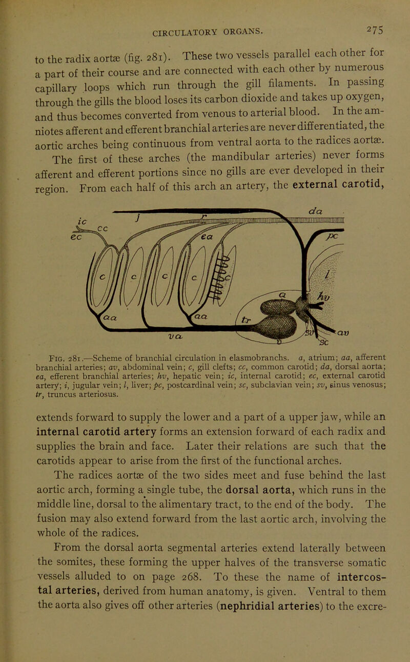 to the radix aorte (fig. 281). These two vessels parallel each other for a part of their course and are connected with each other by numerous capillary loops which run through the gill filaments. In passing through the gills the blood loses its carbon dioxide and takes up oxygen, and thus becomes converted from venous to arterial blood. In the am- niotes afferent and efferent branchial arteries are never differentiated, the aortic arches being continuous from ventral aorta to the radices aortae. The first of these arches (the mandibular arteries) never forms afferent and efferent portions since no gills are ever developed in their region. From each half of this arch an artery, the external carotid, Fig. 281.—Scheme of branchial circulation in elasmobranchs. a, atrium; aa, afferent branchial arteries; av, abdominal vein; c, gill clefts; cc, common carotid; da, dorsal aorta; ea, efferent branchial arteries; hv, hepatic vein; ic, internal carotid; ec, external carotid artery; i, jugular vein; l, liver; pc, postcardinal vein; sc, subclavian vein; sv, sinus venosus; tr, truncus arteriosus. extends forward to supply the lower and a part of a upper jaw, while an internal carotid artery forms an extension forward of each radix and supplies the brain and face. Later their relations are such that the carotids appear to arise from the first of the functional arches. The radices aortae of the two sides meet and fuse behind the last aortic arch, forming a single tube, the dorsal aorta, which runs in the middle line, dorsal to the alimentary tract, to the end of the body. The fusion may also extend forward from the last aortic arch, involving the whole of the radices. From the dorsal aorta segmental arteries extend laterally between the somites, these forming the upper halves of the transverse somatic vessels alluded to on page 268. To these the name of intercos- tal arteries, derived from human anatomy, is given. Ventral to them the aorta also gives off other arteries (nephridial arteries) to the excre-