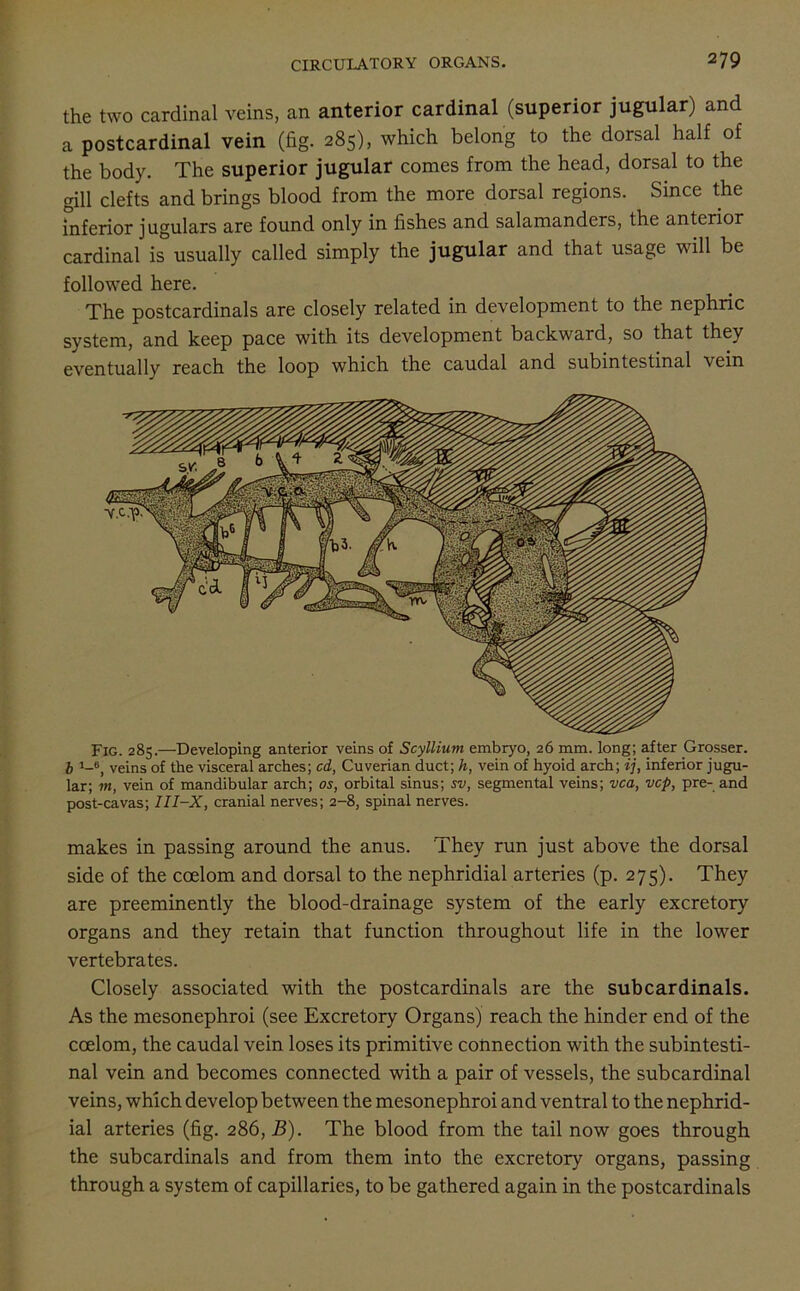 the two cardinal veins, an anterior cardinal (superior jugular) and a postcardinal vein (fig. 285), which belong to the dorsal half of the body. The superior jugular comes from the head, dorsal to the gill clefts and brings blood from the more dorsal regions. Since the inferior jugulars are found only in fishes and salamanders, the anterior cardinal is° usually called simply the jugular and that usage will be followed here. The postcardinals are closely related in development to the nephric system, and keep pace with its development backward, so that they eventually reach the loop which the caudal and subintestinal vein Fig. 285.—Developing anterior veins of Scyllium embryo, 26 mm. long; after Grosser. b !-6, veins of the visceral arches; cd, Cuverian duct; h, vein of hyoid arch; ij, inferior jugu- lar; m, vein of mandibular arch; os, orbital sinus; sv, segmental veins; vca, vcp, pre- and post-cavas; III-X, cranial nerves; 2-8, spinal nerves. makes in passing around the anus. They run just above the dorsal side of the coelom and dorsal to the nephridial arteries (p. 275). They are preeminently the blood-drainage system of the early excretory organs and they retain that function throughout life in the lower vertebrates. Closely associated with the postcardinals are the subcardinals. As the mesonephroi (see Excretory Organs) reach the hinder end of the coelom, the caudal vein loses its primitive connection with the subintesti- nal vein and becomes connected with a pair of vessels, the subcardinal veins, which develop between the mesonephroi and ventral to the nephrid- ial arteries (fig. 286,B). The blood from the tail now goes through the subcardinals and from them into the excretory organs, passing through a system of capillaries, to be gathered again in the postcardinals