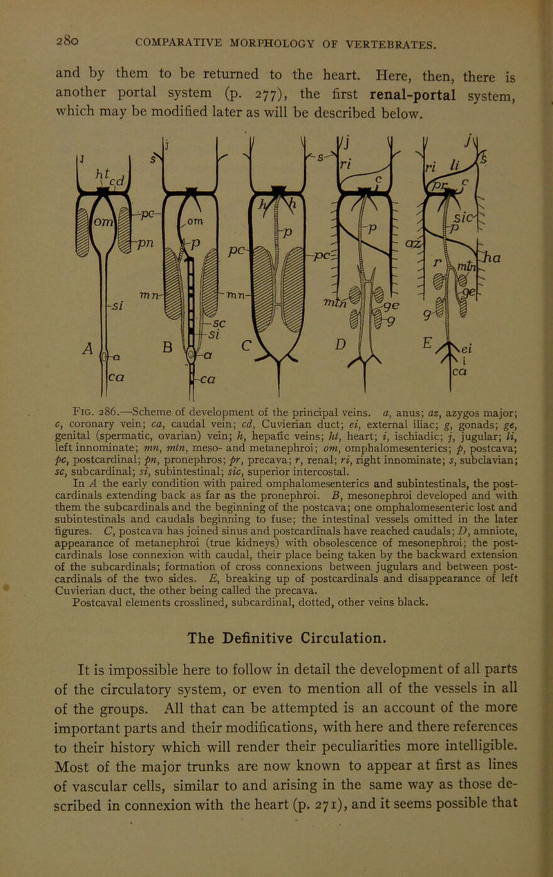 and by them to be returned to the heart. Here, then, there is another portal system (p. 277), the first renal-portal system, which may be modified later as will be described below. Fig. 286.—Scheme of development of the principal veins, a, anus; az, azygos major; c, coronary vein; ca, caudal vein; cd, Cuvierian duct; ei, external iliac; g, gonads; ge, genital (spermatic, ovarian) vein; h, hepatic veins; ht, heart; i, ischiadic; j, jugular; li, left innominate; mn, mtn, meso- and metanephroi; om, omphalomesenterics; p, postcava; pc, postcardinal; pn, pronephros; pr, precava; r, renal; ri, right innominate; s, subclavian; sc, subcardinal; si, subintestinal; sic, superior intercostal. In A the early condition with paired omphalomesenterics and subintestinals, the post- cardinals extending back as far as the pronephroi. B, mesonephroi developed and with them the subcardinals and the beginning of the postcava; one omphalomesenteric lost and subintestinals and caudals beginning to fuse; the intestinal vessels omitted in the later figures. C, postcava has joined sinus and postcardinals have reached caudals; D, amniote, appearance of metanephroi (true kidneys) with obsolescence of mesonephroi; the post- cardinals lose connexion with caudal, their place being taken by the backward extension of the subcardinals; formation of cross connexions between jugulars and between post- cardinals of the two sides. E, breaking up of postcardinals and disappearance of left Cuvierian duct, the other being called the precava. Postcaval elements crosslined, subcardinal, dotted, other veins black. The Definitive Circulation. It is impossible here to follow in detail the development of all parts of the circulatory system, or even to mention all of the vessels in all of the groups. All that can be attempted is an account of the more important parts and their modifications, with here and there references to their history which will render their peculiarities more intelligible. Most of the major trunks are now known to appear at first as lines of vascular cells, similar to and arising in the same way as those de- scribed in connexion with the heart (p. 271), and it seems possible that