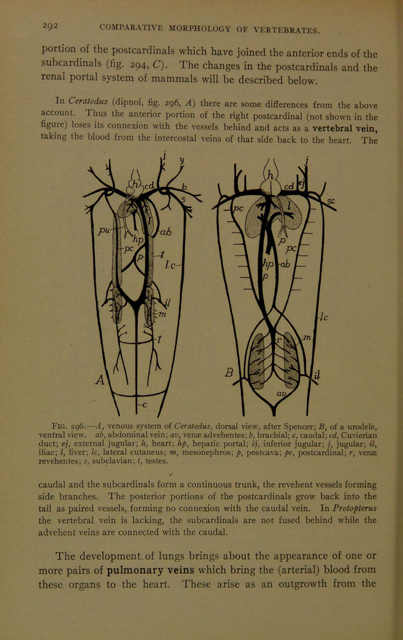 portion of the postcardinals which have joined the anterior ends of the subcardinals (fig. 294, C). The changes in the postcardinals and the renal portal system of mammals will be described below. In Ceratodus (dipnoi, fig. 296, A) there are some differences from the above account. Thus the anterior portion of the right postcardinal (not shown in the figure) loses its connexion with the vessels behind and acts as a vertebral vein, taking the blood from the intercostal veins of that side back to the heart. The Fig. 296.—A, venous system of Ceratodus, dorsal view, after Spencer; B, of a urodele, ventral view, ab, abdominal vein; av, venae advehentes; b, brachial; c, caudal; cd, Cuvierian duct; ej, external jugular; h, heart; hp, hepatic portal; ij, inferior jugular; j, jugular; il, iliac; l, liver; Ic, lateral cutaneus; m, mesonephros; p, postcava; pc, postcardinal; r, venae revehentes; s, subclavian; t, testes. caudal and the subcardinals form a continuous trunk, the revehent vessels forming side branches. The posterior portions of the postcardinals grow back into the tail as paired vessels, forming no connexion with the caudal vein. In Protoptcrus the vertebral vein is lacking, the subcardinals are not fused behind while the advehent veins are connected with the caudal. The development, of lungs brings about the appearance of one or more pairs of pulmonary veins which bring the (arterial) blood from these organs to the heart. These arise as an outgrowth from the