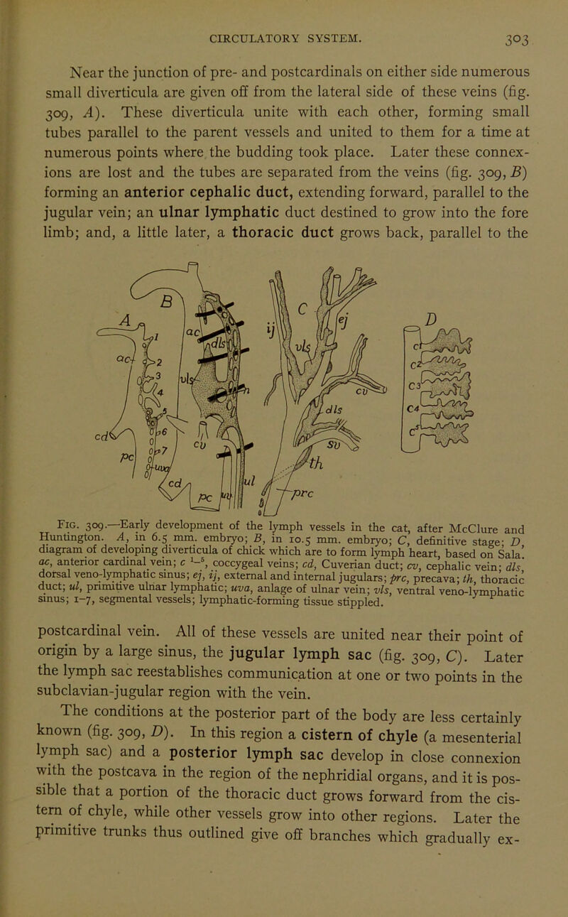 Near the junction of pre- and postcardinais on either side numerous small diverticula are given off from the lateral side of these veins (fig. 309, A). These diverticula unite with each other, forming small tubes parallel to the parent vessels and united to them for a time at numerous points where the budding took place. Later these connex- ions are lost and the tubes are separated from the veins (fig. 309, B) forming an anterior cephalic duct, extending forward, parallel to the jugular vein; an ulnar lymphatic duct destined to grow into the fore limb; and, a little later, a thoracic duct grows back, parallel to the Fig. 309.—Early development of the lymph vessels in the cat, after McClure and Huntington. A, in 6.5 mm. embryo; 3, in 10.5 mm. embryo; C, definitive stage' D diagram of developing diverticula of chick which are to form lymph heart, based on Sala! m, anterior cardinal.vein; c l-% coccygeal veins; cd, Cuverian duct; cv, cephalic vein; dls dorsal veno-lymphatic sinus; ej, ij, external and internal jugulars; prc, precava; th. thoracic duct; ul, primitive ulnar lymphatic; uva, anlage of ulnar vein; vis, ventral veno-lymphatic sinus; 1-7, segmental vessels; lymphatic-forming tissue stippled. postcardinal vein. All of these vessels are united near their point of origin by a large sinus, the jugular lymph sac (fig. 309, C). Later the lymph sac reestablishes communication at one or two points in the subclavian-jugular region with the vein. 1 he conditions at the posterior part of the body are less certainly known (fig. 309, D). In this region a cistern of chyle (a mesenterial lymph sac) and a posterior lymph sac develop in close connexion with the postcava in the region of the nephridial organs, and it is pos- sible that a portion of the thoracic duct grows forward from the cis- tern of chyle, while other vessels grow into other regions. Later the primitive trunks thus outlined give off branches which gradually ex-