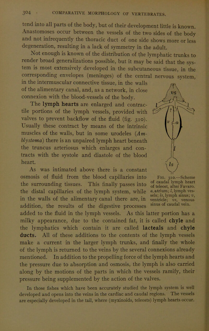 tend into all parts of the body, but of their development little is known. Anastomoses occur between the vessels of the two sides of the body and not infrequently the thoracic duct of one side shows more or less degeneration, resulting in a lack of symmetry in the adult. Not enough is known of the distribution of the lymphatic trunks to render broad generalizations possible, but it may be said that the sys- tem is most extensively developed in the subcutaneous tissue, in the corresponding envelopes (meninges) of the central nervous system, in the intermuscular connective tissue, in the walls of the alimentary canal, and, as a network, in close connexion with the blood-vessels of the body. The lymph hearts are enlarged and contrac- tile portions of the lymph vessels, provided with valves to prevent backflow of the fluid (fig. 310). Usually these contract by means of the intrinsic muscles of the walls, but in some urodeles (Am- blystoma) there is an unpaired lymph heart beneath the truncus arteriosus which enlarges and con- tracts with the systole and diastole of the blood heart. As was intimated above there is a constant osmosis of fluid from the blood capillaries into the surrounding tissues. This finally passes into the distal capillaries of the lymph system, while in the walls of the alimentary canal there are, in addition, the results of the digestive processes added to the fluid in the lymph vessels. As this latter portion has a milky appearance, due to the contained fat, it is called chyle and the lymphatics which contain it are called lacteals and chyle ducts. All of these additions to the contents of the lymph vessels make a current in the larger lymph trunks, and finally the whole of the lymph is returned to the veins by the several connexions already mentioned. In addition to the propelling force of the lymph hearts and the pressure due to absorption and osmosis, the lymph is also carried along by the motions of the parts in which the vessels ramify, their pressure being supplemented by the action of the valves. Fig. 310.—Scheme of caudal lymph heart of teleost, after Favaro. a, atrium; l, lymph ves- sels; Is, lymph sinus; v, ventricle; vs, venous sinus of caudal vein. In those fishes which have been accurately studied the lymph system is well developed and opens into the veins in the cardiac and caudal regions. The vessels are especially developed in the tail, where (myxinoids, teleosts) lymph hearts occur.