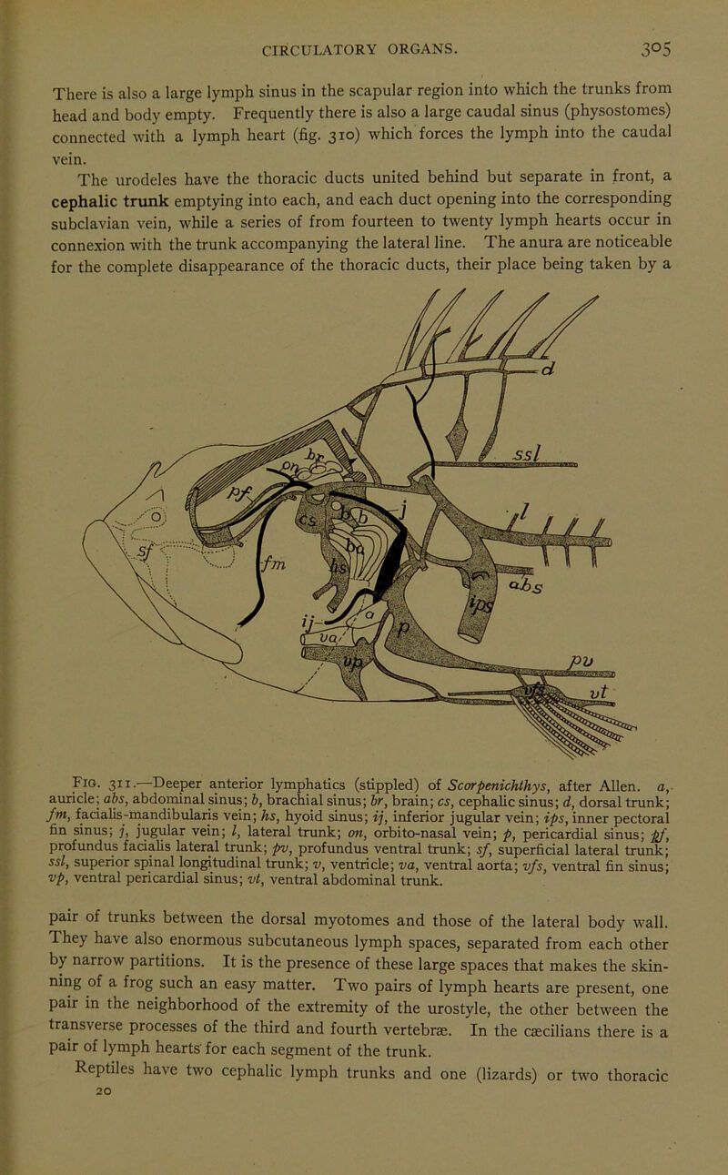 Fio. 311.—Deeper anterior lymphatics (stippled) of Scorpenichthys, after Allen, a, auricle; abs, abdominal sinus; b, brachial sinus; hr, brain; cs, cephalic sinus; d, dorsal trunk; fnt, facialis-mandibularis vein; hs, hyoid sinus; ij, inferior jugular vein; ips, inner pectoral fin sinus; j, jugular vein; l, lateral trunk; on, orbito-nasal vein; p, pericardial sinus; pj, profundus facialis lateral trunk; pv, profundus ventral trunk; sf, superficial lateral trunk; ssl, superior spinal longitudinal trunk; v, ventricle; va, ventral aorta; vfs, ventral fin sinus; vp, ventral pericardial sinus; vt, ventral abdominal trunk. pair of trunks between the dorsal myotonies and those of the lateral body wall. They have also enormous subcutaneous lymph spaces, separated from each other by narrow partitions. It is the presence of these large spaces that makes the skin- ning of a frog such an easy matter. Two pairs of lymph hearts are present, one pair in the neighborhood of the extremity of the urostyle, the other between the transverse processes of the third and fourth vertebrae. In the caecilians there is a pair of lymph hearts’ for each segment of the trunk. Reptiles have two cephalic lymph trunks and one (lizards) or two thoracic 20 There is also a large lymph sinus in the scapular region into which the trunks from head and body empty. Frequently there is also a large caudal sinus (physostomes) connected with a lymph heart (fig. 310) which forces the lymph into the caudal vein. The urodeles have the thoracic ducts united behind but separate in front, a cephalic trunk emptying into each, and each duct opening into the corresponding subclavian vein, while a series of from fourteen to twenty lymph hearts occur in connexion with the trunk accompanying the lateral line. The anura are noticeable for the complete disappearance of the thoracic ducts, their place being taken by a