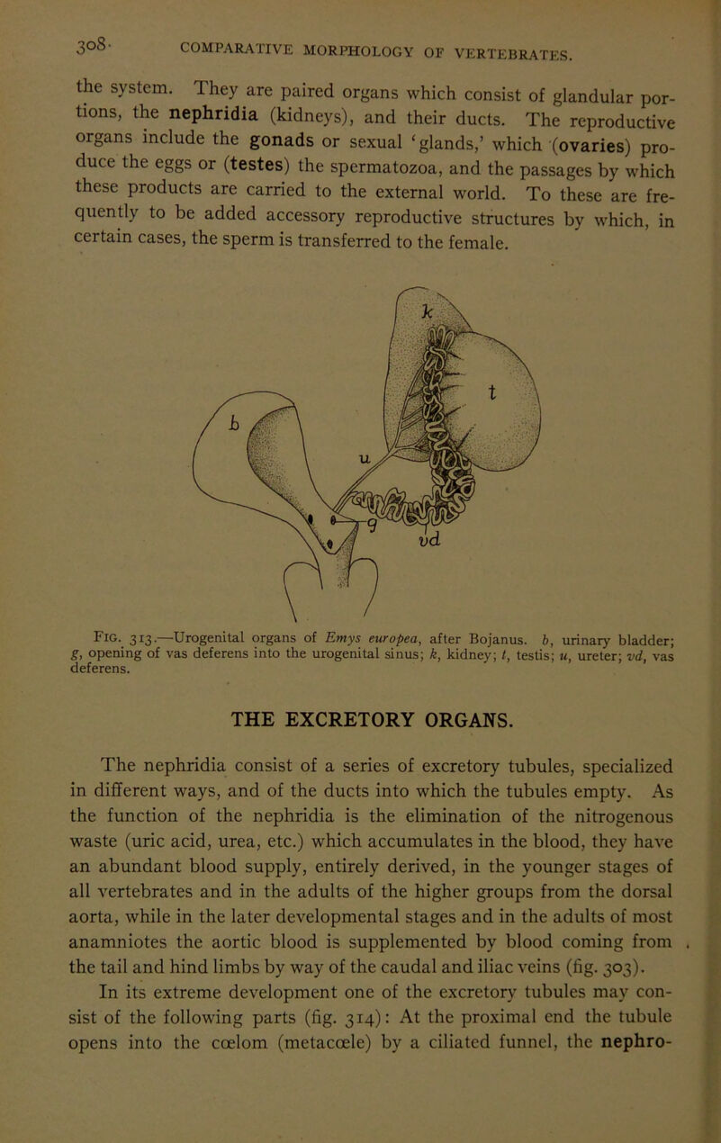 the system. 1 hey are paired organs which consist of glandular por- tions, the nephridia (kidneys), and their ducts. The reproductive organs include the gonads or sexual ‘glands,’ which (ovaries) pro- duce the eggs or (testes) the spermatozoa, and the passages by which these products are carried to the external world. To these are fre- quently to be added accessory reproductive structures by which, in certain cases, the sperm is transferred to the female. Fig. 313.—Urogenital organs of Emys europea, after Bojanus. b, urinary bladder; g, opening of vas deferens into the urogenital sinus; k, kidney; t, testis; u, ureter; vd, vas deferens. THE EXCRETORY ORGANS. The nephridia consist of a series of excretory tubules, specialized in different ways, and of the ducts into which the tubules empty. As the function of the nephridia is the elimination of the nitrogenous waste (uric acid, urea, etc.) which accumulates in the blood, they have an abundant blood supply, entirely derived, in the younger stages of all vertebrates and in the adults of the higher groups from the dorsal aorta, while in the later developmental stages and in the adults of most anamniotes the aortic blood is supplemented by blood coming from . the tail and hind limbs by way of the caudal and iliac veins (fig. 303). In its extreme development one of the excretory tubules may con- sist of the following parts (fig. 314): At the proximal end the tubule opens into the coelom (metacoele) by a ciliated funnel, the nephro-