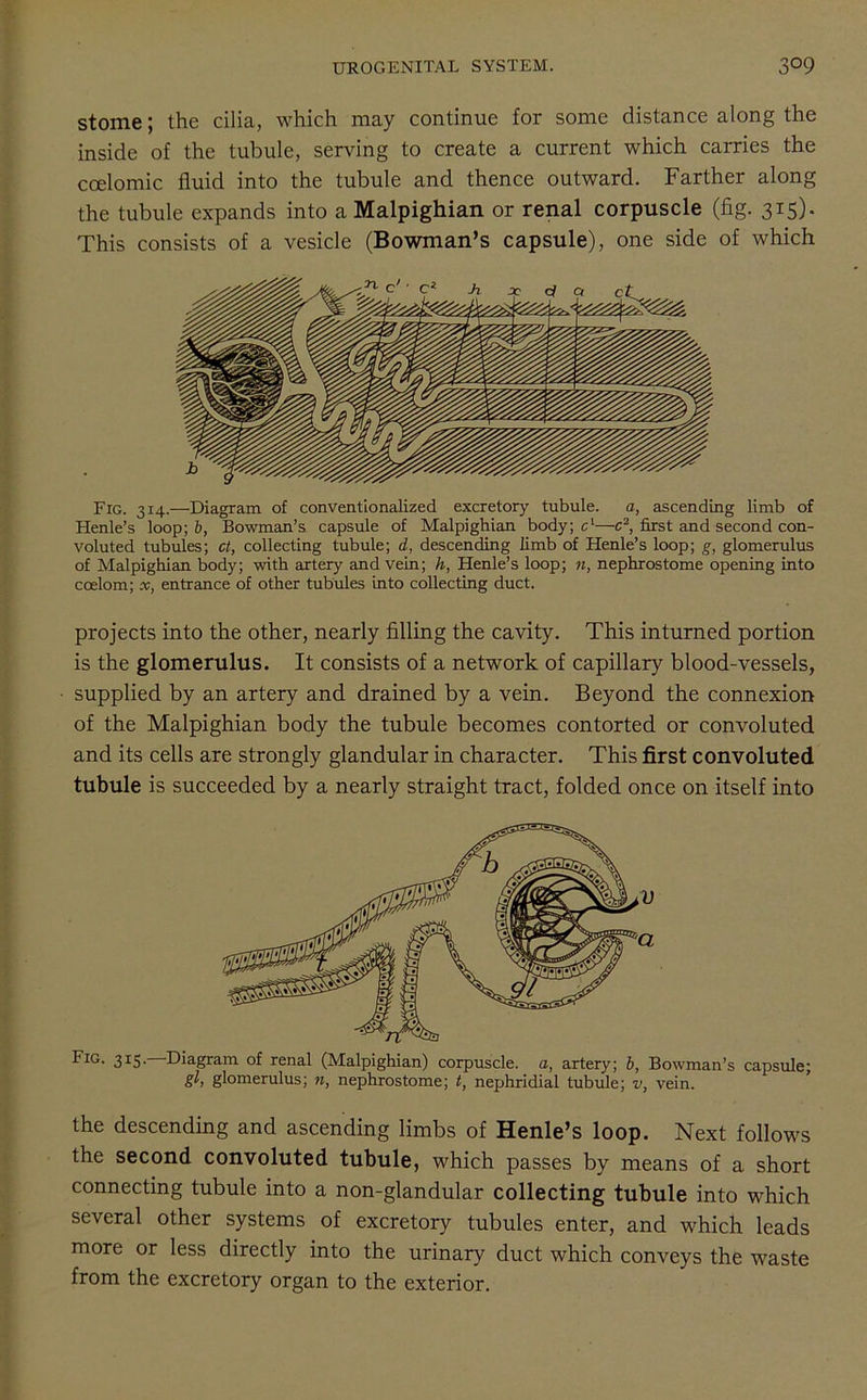 stome; the cilia, which may continue for some distance along the inside of the tubule, serving to create a current which carries the ccelomic fluid into the tubule and thence outward. Farther along the tubule expands into a Malpighian or renal corpuscle (fig. 315). This consists of a vesicle (Bowman’s capsule), one side of which Fig. 314.—Diagram of conventionalized excretory tubule. a, ascending limb of Henle’s loop; b, Bowman’s capsule of Malpighian body; c'—c2, first and second con- voluted tubules; ct, collecting tubule; d, descending limb of Henle’s loop; g, glomerulus of Malpighian body; with artery and vein; h, Henle’s loop; n, nephrostome opening into coelom; x, entrance of other tubules into collecting duct. projects into the other, nearly filling the cavity. This inturned portion is the glomerulus. It consists of a network of capillary blood-vessels, supplied by an artery and drained by a vein. Beyond the connexion of the Malpighian body the tubule becomes contorted or convoluted and its cells are strongly glandular in character. This first convoluted tubule is succeeded by a nearly straight tract, folded once on itself into FlG- 3rS- -Diagram of renal (Malpighian) corpuscle, a, artery; b, Bowman’s capsule; gl, glomerulus; n, nephrostome; t, nephridial tubule; v, vein. the descending and ascending limbs of Henle’s loop. Next follows the second convoluted tubule, which passes by means of a short connecting tubule into a non-glandular collecting tubule into which several other systems of excretory tubules enter, and which leads more or less directly into the urinary duct which conveys the waste from the excretory organ to the exterior. a ,v