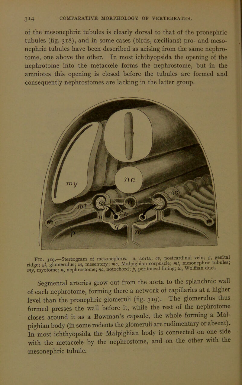 of the mesonephric tubules is clearly dorsal to that of the pronephric tubules (fig. 318), and in some cases (birds, caecilians) pro- and meso- nephric tubules have been described as arising from the same nephro- tome, one above the other. In most ichthyopsida the opening of the nephrotome into the metacoele forms the nephrostome, but in the amniotes this opening is closed before the tubules are formed and consequently nephrostomes are lacking in the latter group. Fig. 319.—Stereogram of mesonephros, a, aorta; cv, postcardinal vein; g, genital ridge; gl, glomerulus; nt, mesentery; me, Malpighian corpuscle; mi, mesonephric tubules; my, myotome; n, nephrostome; nc, notochord; p, peritoneal lining; w, Wolihan duct. Segmental arteries grow out from the aorta to the splanchnic wall of each nephrotome, forming there a network of capillaries at a higher level than the pronephric glomeruli (fig. 319). The glomerulus thus formed presses the wall before it, while the rest of the nephrotome closes around it as a Bowman’s capsule, the whole forming a Mal- pighian body (in some rodents the glomeruli are rudimentary or absent). In most ichthyopsida the Malpighian body is connected on one side with the metacoele by the nephrostome, and on the other with the mesonephric tubule.