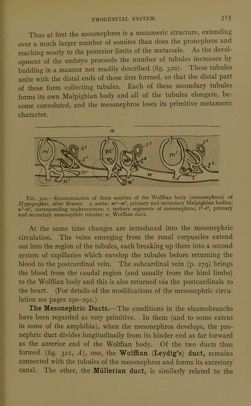 Thus at first the mesonephros is a metameric structure, extending over a much larger number of somites than does the pronephros and reaching nearly to the posterior limits of the metacoele. As the devel- opment^ the embryo proceeds the number of tubules increases by budding in a manner not readily described (fig. 320). These tubules unite with the distal ends of those first formed, so that the distal part of these form collecting tubules. Each of these secondary tubules forms its own Malpighian body and all of the tubules elongate, be- come convoluted, and the mesonephros loses its primitive metameric character. a Fig. 320.—Reconstruction of three somites of the Wolffian body (mesonephros) of Hypo,geo-phis, after Brauer. a, aorta; primary and secondary Malpighian bodies; n1—n2, corresponding nephrostomes; s, tertiary segments of mesonephros; tx—t2, primary and secondary mesonephric tubules; w, Wolffian duct. At the same time changes are introduced into the mesonephric circulation. The veins emerging from the renal corpuscles extend out into the region of the tubules, each breaking up there into a second system of capillaries which envelop the tubules before returning the blood to the postcardinal vein. The subcardinal vein (p. 279) brings the blood from the caudal region (and usually from the hind limbs) to the Wolffian body and this is also returned via the postcardinals to the heart. (For details of the modifications of the mesonephric circu- lation see pages 290-292.) The Mesonephric Ducts.—The conditions in the elasmobranchs have been regarded as very primitive. In them (and to some extent in some of the amphibia), when the mesonephros develops, the pro- nephric duct divides longitudinally from its hinder end as far forward as the anterior end of the Wolffian body. Of the two ducts thus formed (fig. 321, A), one, the Wolffian (Leydig’s) duct, remains connected with the tubules of the mesonephros and forms its excretory canal. The other, the Mullerian duct, is similarly related to the