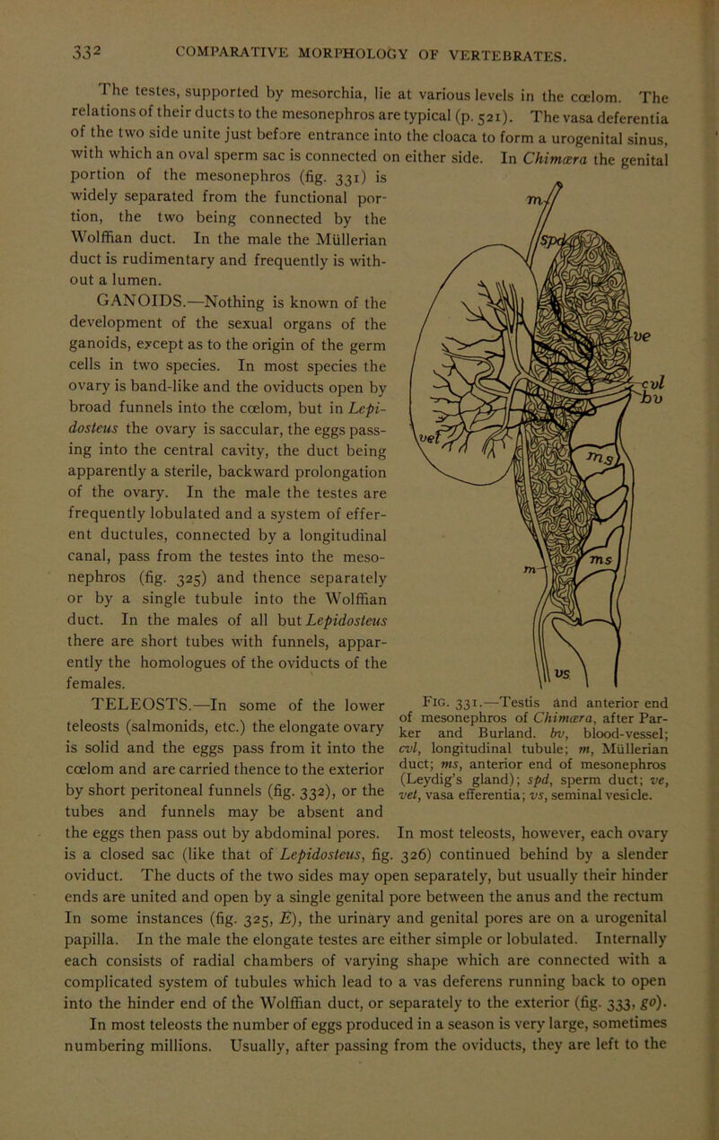 The testes, supported by mesorchia, lie at various levels in the coelom. The relations of their ducts to the mesonephros are typical (p. 521). The vasa deferentia of the two side unite just before entrance into the cloaca to form a urogenital sinus, with which an oval sperm sac is connected on either side. In Chimcera the genital portion of the mesonephros (fig. 331) is widely separated from the functional por- tion, the two being connected by the Wolffian duct. In the male the Mullerian duct is rudimentary and frequently is with- out a lumen. GANOIDS.—Nothing is known of the development of the sexual organs of the ganoids, except as to the origin of the germ cells in two species. In most species the ovary is band-like and the oviducts open by broad funnels into the coelom, but in Lepi- dosleus the ovary is saccular, the eggs pass- ing into the central cavity, the duct being apparently a sterile, backward prolongation of the ovary. In the male the testes are frequently lobulated and a system of effer- ent ductules, connected by a longitudinal canal, pass from the testes into the meso- nephros (fig. 325) and thence separately or by a single tubule into the Wolffian duct. In the males of all but Lepidosteus there are short tubes with funnels, appar- ently the homologues of the oviducts of the females. TELEOSTS.—In some of the lower teleosts (salmomds, etc.) the elongate ovary ker and Kurland, bv, blood-vessel; is solid and the eggs pass from it into the cvl, longitudinal tubule; m, Mullerian coelom and are carried thence to the exterior ^Tuct;,.wf> aijterjor end of mesonephros (Leydigs gland); spd, sperm duct; ve, by short peritoneal funnels (fig. 332), or the ve^ vasa efferentia; vs, seminal vesicle, tubes and funnels may be absent and the eggs then pass out by abdominal pores. In most teleosts, however, each ovary is a closed sac (like that of Lepidosteus, fig. 326) continued behind by a slender oviduct. The ducts of the two sides may open separately, but usually their hinder ends are united and open by a single genital pore between the anus and the rectum In some instances (fig. 325, E), the urinary and genital pores are on a urogenital papilla. In the male the elongate testes are either simple or lobulated. Internally each consists of radial chambers of varying shape which are connected with a complicated system of tubules which lead to a vas deferens running back to open into the hinder end of the Wolffian duct, or separately to the exterior (fig. 333, go). In most teleosts the number of eggs produced in a season is very large, sometimes numbering millions. Usually, after passing from the oviducts, they are left to the Fig. 331.—Testis and anterior end