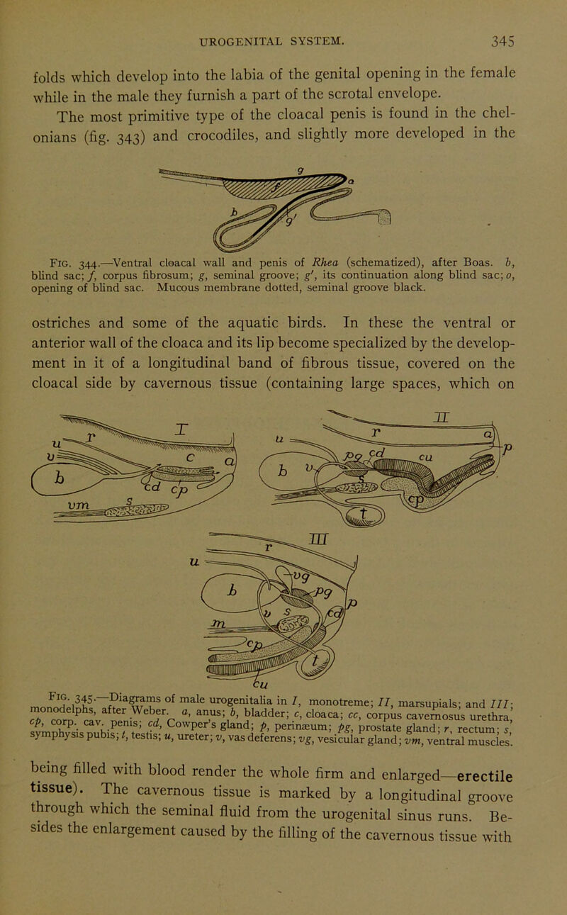 folds which develop into the labia of the genital opening in the female while in the male they furnish a part of the scrotal envelope. The most primitive type of the cloacal penis is found in the chel- onians (fig. 343) and crocodiles, and slightly more developed in the Fig. 344.—Ventral cloacal wall and penis of Rhea (schematized), after Boas, b, blind sac;/, corpus fibrosum; g, seminal groove; g', its continuation along blind sac;o, opening of blind sac. Mucous membrane dotted, seminal groove black. ostriches and some of the aquatic birds. In these the ventral or anterior wall of the cloaca and its lip become specialized by the develop- ment in it of a longitudinal band of fibrous tissue, covered on the cloacal side by cavernous tissue (containing large spaces, which on °f male ur°genitalia in / monotreme; II, marsupials; and III; CP corDPraVanenkVe^err an,us;.6> bladder; c, cloaca; cc, corpus cavernosus urethra, p, corp. cav. penis, cd, Cowper s gland; p, pennamm; pg, prostate gland; r rectum- 5 symphysis pubis; t, testis; w, ureter; v, vas deferens; vg, vesicular gland; vm, ventral muscles’ being filled with blood render the whole firm and enlarged—erectile tissue). The cavernous tissue is marked by a longitudinal groove through which the seminal fluid from the urogenital sinus runs. Be- sides the enlargement caused by the filling of the cavernous tissue with