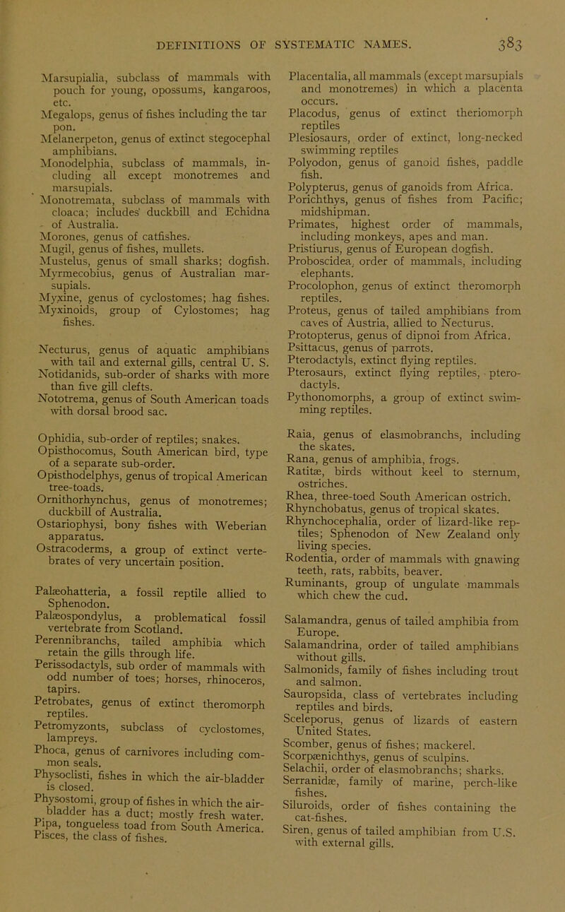 Marsupialia, subclass of mammals with pouch for young, opossums, kangaroos, etc. Megalops, genus of fishes including the tar pon. Melanerpeton, genus of extinct stegocephal amphibians. Monodelphia, subclass of mammals, in- cluding all except monotremes and marsupials. Monotremata, subclass of mammals with cloaca; includes' duckbill and Echidna • of Australia. Morones, genus of catfishes. Mugil, genus of fishes, mullets. Mustelus, genus of small sharks; dogfish. Myrmecobius, genus of Australian mar- supials. Myxine, genus of cyclostomes; hag fishes. Myxinoids, group of Cylostomes; hag fishes. Necturus, genus of aquatic amphibians with tail and external gills, central U. S. Notidanids, sub-order of sharks with more than five gill clefts. Nototrema, genus of South American toads with dorsal brood sac. Ophidia, sub-order of reptiles; snakes. Opisthocomus, South American bird, type of a separate sub-order. Opisthodelphys, genus of tropical American tree-toads. Ornithorhynchus, genus of monotremes; duckbill of Australia. Ostariophysi, bony fishes with Weberian apparatus. Ostracoderms, a group of extinct verte- brates of very uncertain position. Palaeohatteria, a fossil reptile allied to Sphenodon. Palaeospondylus, a problematical fossil vertebrate from Scotland. Perennibranchs, tailed amphibia which retain the gills through life. Perissodactyls, sub order of mammals with odd number of toes; horses, rhinoceros, tapirs. Petrobates, genus of extinct theromorph reptiles. Petromyzonts, subclass of cyclostomes lampreys. Phoca, genus of carnivores including com- mon seals. Physoclisti, fishes in which the air-bladder is closed. Physostomi, group of fishes in which the air- bladder has a duct; mostly fresh water. Pipa, tongueless toad from South America. Pisces, the class of fishes. Placentalia, all mammals (except marsupials and monotremes) in which a placenta occurs. Placodus, genus of extinct theriomorph reptiles Plesiosaurs, order of extinct, long-necked swimming reptiles Polyodon, genus of ganoid fishes, paddle fish. Polypterus, genus of ganoids from Africa. Porichthys, genus of fishes from Pacific; midshipman. Primates, highest order of mammals, including monkeys, apes and man. Pristiurus, genus of European dogfish. Proboscidea. order of mammals, including elephants. Procolophon, genus of extinct theromorph reptiles. Proteus, genus of tailed amphibians from caves of Austria, allied to Necturus. Protopterus, genus of dipnoi from Africa. Psittacus, genus of parrots. Pterodactyls, extinct flying reptiles. Pterosaurs, extinct flying reptiles, ptero- dactyls. Pythonomorphs, a group of extinct swim- ming reptiles. Raia, genus of elasmobranchs, including the skates. Rana, genus of amphibia, frogs. Ratitae, birds without keel to sternum, ostriches. Rhea, three-toed South American ostrich. Rhynchobatus, genus of tropical skates. Rhynchocephalia, order of lizard-like rep- tiles; Sphenodon of New Zealand only living species. Rodentia, order of mammals with gnawing teeth, rats, rabbits, beaver. Ruminants, group of ungulate mammals which chew the cud. Salamandra, genus of tailed amphibia from Europe. Salamandrina, order of tailed amphibians without gills. Salmonids, family of fishes including trout and salmon. Sauropsida, class of vertebrates including reptiles and birds. Sceleporus, genus of lizards of eastern United States. Scomber, genus of fishes; mackerel. Scorpaenichthys, genus of sculpins. Selachii, order of elasmobranchs; sharks. Serranidae, family of marine, perch-like fishes. Siluroids, order of fishes containing the cat-fishes. Siren, genus of tailed amphibian from U.S. with external gills.