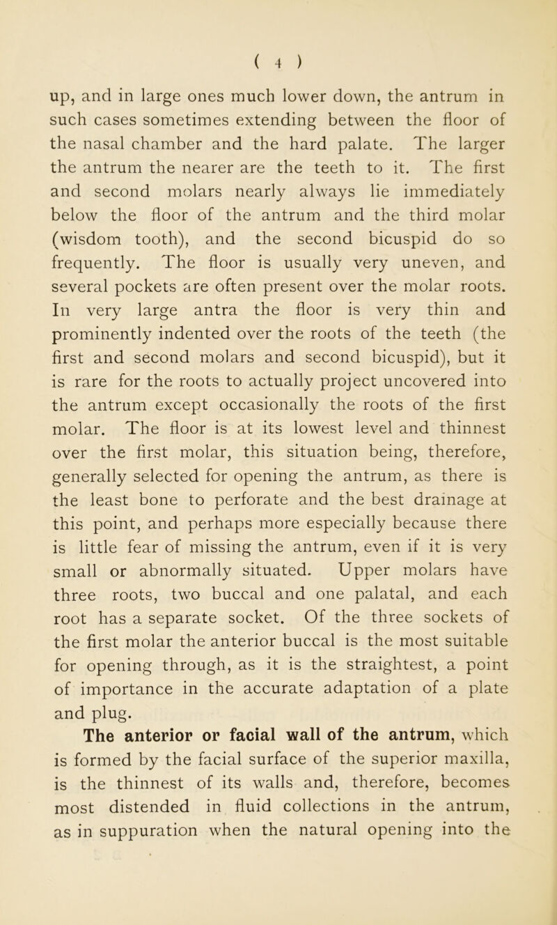 Up, and in large ones much lower down, the antrum in such cases sometimes extending between the floor of the nasal chamber and the hard palate. The larger the antrum the nearer are the teeth to it. The first and second molars nearly always lie immediately below the floor of the antrum and the third molar (wisdom tooth), and the second bicuspid do so frequently. The floor is usually very uneven, and several pockets are often present over the molar roots. In very large antra the floor is very thin and prominently indented over the roots of the teeth (the first and second molars and second bicuspid), but it is rare for the roots to actually project uncovered into the antrum except occasionally the roots of the first molar. The floor is at its lowest level and thinnest over the first molar, this situation being, therefore, generally selected for opening the antrum, as there is the least bone to perforate and the best drainage at this point, and perhaps more especially because there is little fear of missing the antrum, even if it is very small or abnormally situated. Upper molars have three roots, two buccal and one palatal, and each root has a separate socket. Of the three sockets of the first molar the anterior buccal is the most suitable for opening through, as it is the straightest, a point of importance in the accurate adaptation of a plate and plug. The anterior or facial wall of the antrum, which is formed by the facial surface of the superior maxilla, is the thinnest of its walls and, therefore, becomes most distended in fluid collections in the antrum, as in suppuration when the natural opening into the