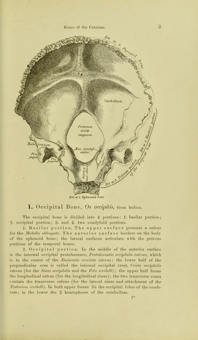 Art.vo.t. Sphenoid heme 1. Occipital Hone, Os occipitis, from before. The occipital bone is divided into 4 portions: 1. basilar portion; 2. occipital portion; 3- and 4. two condyloid portions. 1. Basilar portion. The upper surface presents a sulcus for the Medulla ohJongata. The anterior surface borders on the body of the sphenoid bone; the lateral surfaces articulate with the petrous }»ortions of the temporal bones. 2. Occipital portion. In the middle of the anterior surface is the internal occipital protuberance, Protuherantla occipitalis interna, which is in the center of the Eminentia cruciata interna; the lower half of the l)er})endicular crus is called the internal occipital crest, Crista occip)italis interna (for the Sinns occipitalis and the Falx cerehclli); the uj)per half forms the longitudinal sulcus (for the longitudinal sinus); the two transverse crura contain the transverse sulcus (for the lateral sinus and attachment of the Tentorium cerehclli). In both upj)er fossae lie the occipital lobes of the cereb- rum ; in the lower the 2 hemispheres of the cerebellum. 1*