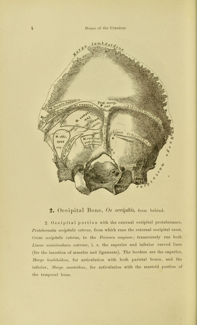 2. Occipital Bone, Os occipitis, from beliiud. 2. Occipital portion with the external occipital protuberance, Fyohihcrcmtia occipitalis externa, from which runs the external occipital crest, Crista occipitalis externa, to the Foramen mcq/ninn: transversely run both Lineae semicircularcs externae, i. e. the superior and inferior curved lines (^for the insertion of muscles and ligaments^. The borders are the superior, ]\Tar[jo lamhdoideus, for articulation with both ])arietal bones, and the inferior, J\far(jo rnastoidens, for articulation with the mastoid portion of the tem})oral bone.