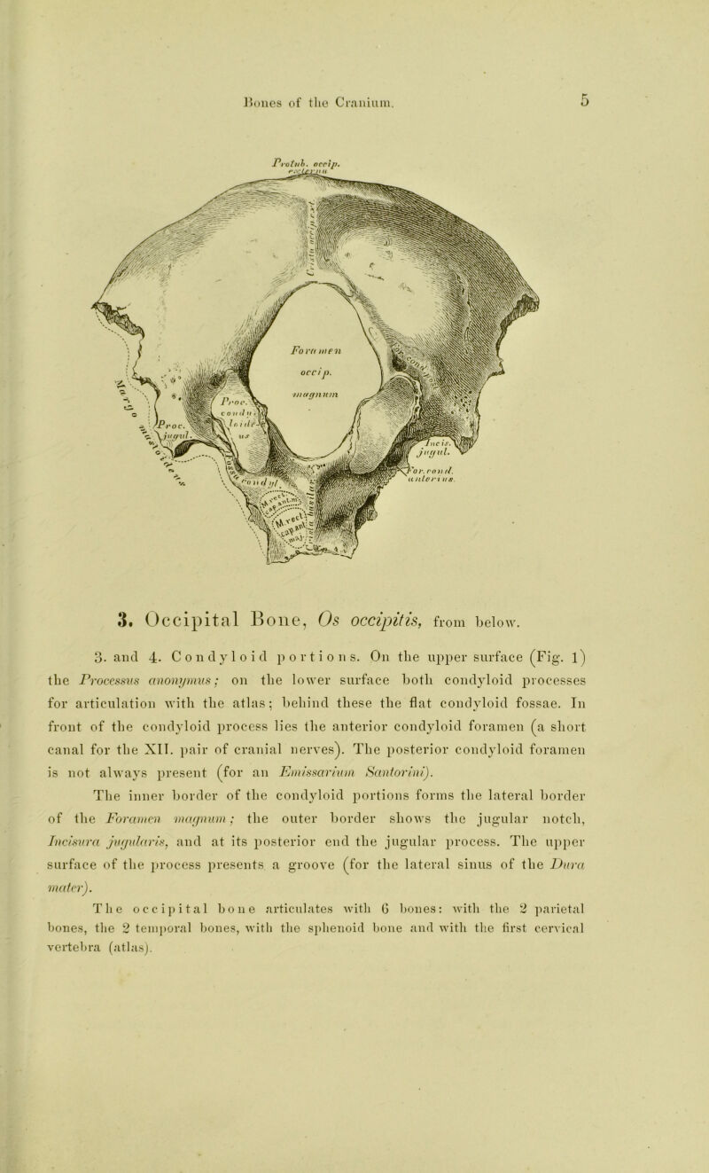 3t Occipital Bone, Os occipitis, from below. 3. and 4- Condyloid portions. On the upper surface (Fig. l) the rrocessvs anomjmus; on the lower surface both condyloid processes for articulation with the atlas; behind these the flat condyloid fossae. In front of the condyloid process lies the anterior condyloid foramen (a short canal for the XII. pair of cranial nerves). The posterior condyloid foramen is not always present (for an Emissariwi} Santorini). The inner border of the condyloid portions forms the lateral border of the Foramen maffmim; the outer border shows the jugular notch, Tne/snra jvfjularis, and at its posterior end the jugular process. The upper surface of the process presents, a groove (for the lateral sinus of the l^itra mater). The occipital bone articulates with G bones: with the 2 parietal bones, the 2 temporal bones, with the sphenoid bone and with the first cervical vertebra (atlasj.