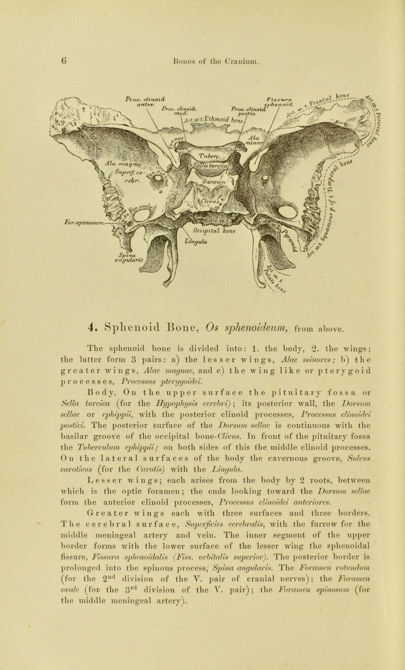 £)<?. rlinoid anten Proe. elinoid postie. j^rt.w.t.Ethmoid bom Ala. minoT^l Tuberc, ^iureicfL r^urrt r. ^tno^urn. 4. Sphenoid Bone, Os sphenoideum, from above. The sphenoid bone is divided into: 1. the body, 2. the wings; the latter form 3 pairs: a) the lesser wings, Alae mmores; b) the greater wings, Alae magnae, and c) the wing like or p t e r y g o i d processes, Processns ^Aci'i/goidci. Body, On the upper surface the pituitary fossa or Sella turcica (for the Hypophysis cerehri); its posterior wall, the Hoi'sum sellae or ephippii, with the posterior elinoid ju-ocesses. Processus cUnoidei postlci. The posterior surface of the Dorsum sellae is continuous with the basilar groove of the occipital bone-f7<!.uu.s. In front of the pituitary fossa the lubercidum ephippii; on both sides of this the middle elinoid processes. On the lateral surfaces of the body the cavernous groove. Sulcus caroticus (for the Carotis) with the Lingula. Lesser wings; each arises from the body by 2 roots, between which is the optic foramen; the ends looking toward the Dorsum sellae form the anterior elinoid processes, Po-oces.sus cUnoidei anteriores. Greater wings each with three surfaces and three borders. The cerebral surface, Su2)erjicies cerchmlis, with the furrow for the middle meningeal artery and vein. The inner segment of the upper border forms with the lower surface of the lesser wing the sphenoidal fissure, Pissura .sjdienoidalis (Piss, orhitalis supterior). The posterior border is ])rolonged into the spinous process, Sp)ina angularis. The Poramen rofundum (for the 2”'^ division of the Y. pair of cranial nerves^; the Poramen ovale (for. the 3^'^ division of the V. pair); the Poramen s2)inosum (for the middle meningeal artery).