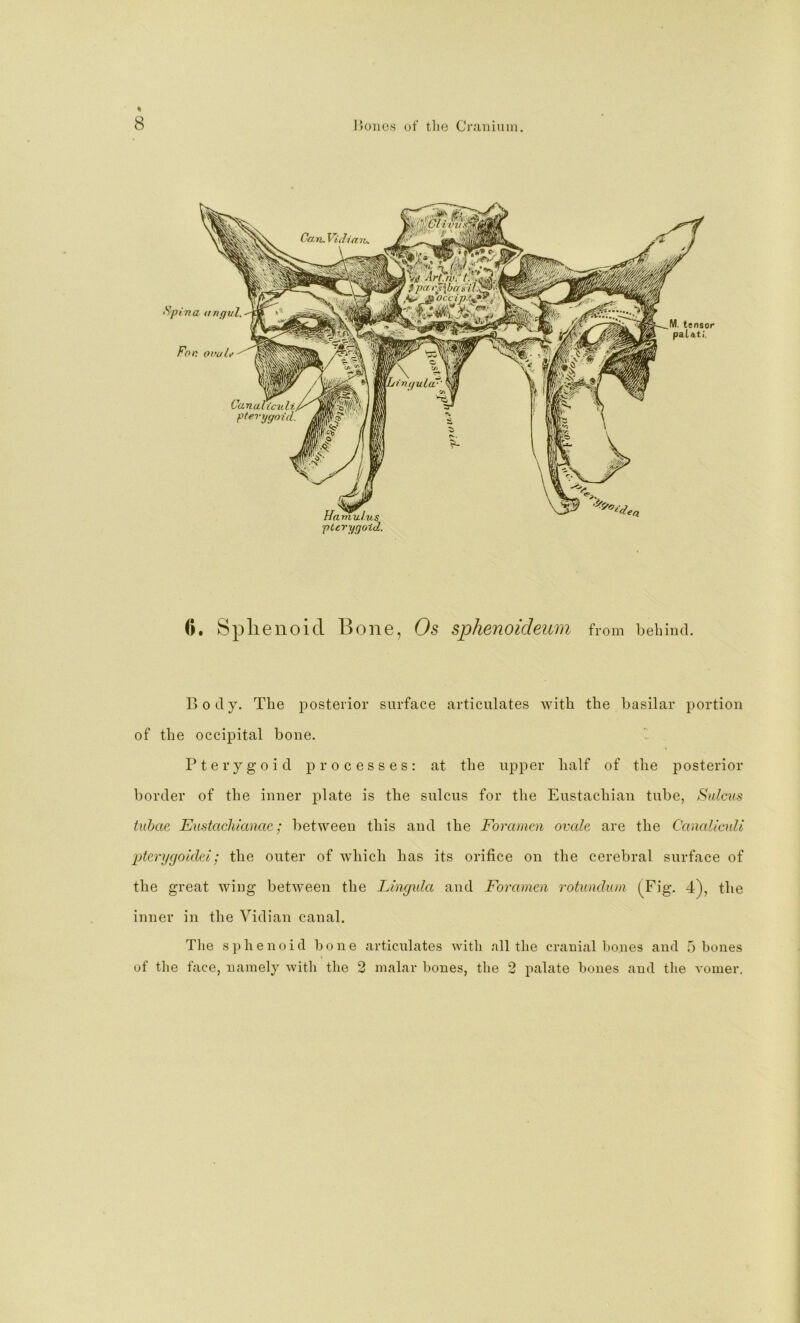 (i. Splienoid Bone, Os sphenoideum from behind. Body. The posterior surface articulates with the basilar portion of the occipital bone. Pterygoid processes: at the upper half of the posterior border of the inner plate is the sulcus for the Eustachian tube, Sulcus tuhae Eustachianac; between this and the Foramen ovale are the Canallculi pterygoidei; the outer of which has its orifice on the cerebral surface of the great wing between the Lingula and Foramen rotumlum (^Fig. 4), the inner in the Vidian canal. Tlie sphenoid bone articulates with all the cranial hones and 5 bones of the face, namely with the 2 malar bones, the 2 palate bones and the vomer.