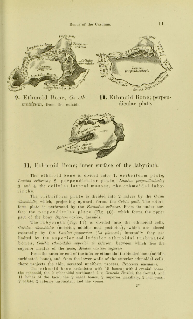 9. Ethmoid Bone, Os eth- inoiclQUlYt, from the outside. 10. Eth moid Bone; perpen- dicnlar ydate. 11. Ethmoid Bone; inner surface of the labyrinth. The ethmoid bone is divided into: 1. cribriform plate, iMinina crihrosa; 2. perpendicular plate, Lamina pcrpcndicularis; 3. and 4. the cellular lateral masses, the ethmoidal 1 a b y- r i n t h s. The cribriform plate is divided into 2 halves by the Crista etJunoidalis, which, projecting upward, forms the Crista f/alli. The cribri- form plate is perforated by the Foramina crihrosa. From its under sur- face the perpendicular plate (Fig. lO), which forms the upper part of the bony Septum na,riiun, decends. The labyrinth (Fig. ll) is divided into the ethmoidal cells, Celhdac, etlirnoidalcs (anterior, middle and posterior^, which are closed externally by the LcDiiina papyracea (Os p>lanvm); internally they are limited by the superior and inferior ethmoidal turbinated bones, Concha ctlunoidalis superior et inferior, between which lies the superior meatus of the nose, JSfeatus narinni superior. From the anterior end of the inferior ethmoidal turbinated bone (middle turbinated bone), and from the lower walls of the anterior ethmoidal cells, there ijrojects the thiu, serrated unciform process, Processus uncincd^is. Tlie ethmoid Ijone articulates with 1.5 bones; with 4 cranial hones, the sphenoid, the 2 sphenoidal turhiuated i. e. Ossicula Bertini, the frontal, and 11 bones of the face; tlie 2 nasal bones, 2 superior maxillary, 2 lachrymal, 2 palate, 2 inferior turhiuated, and the vomer.