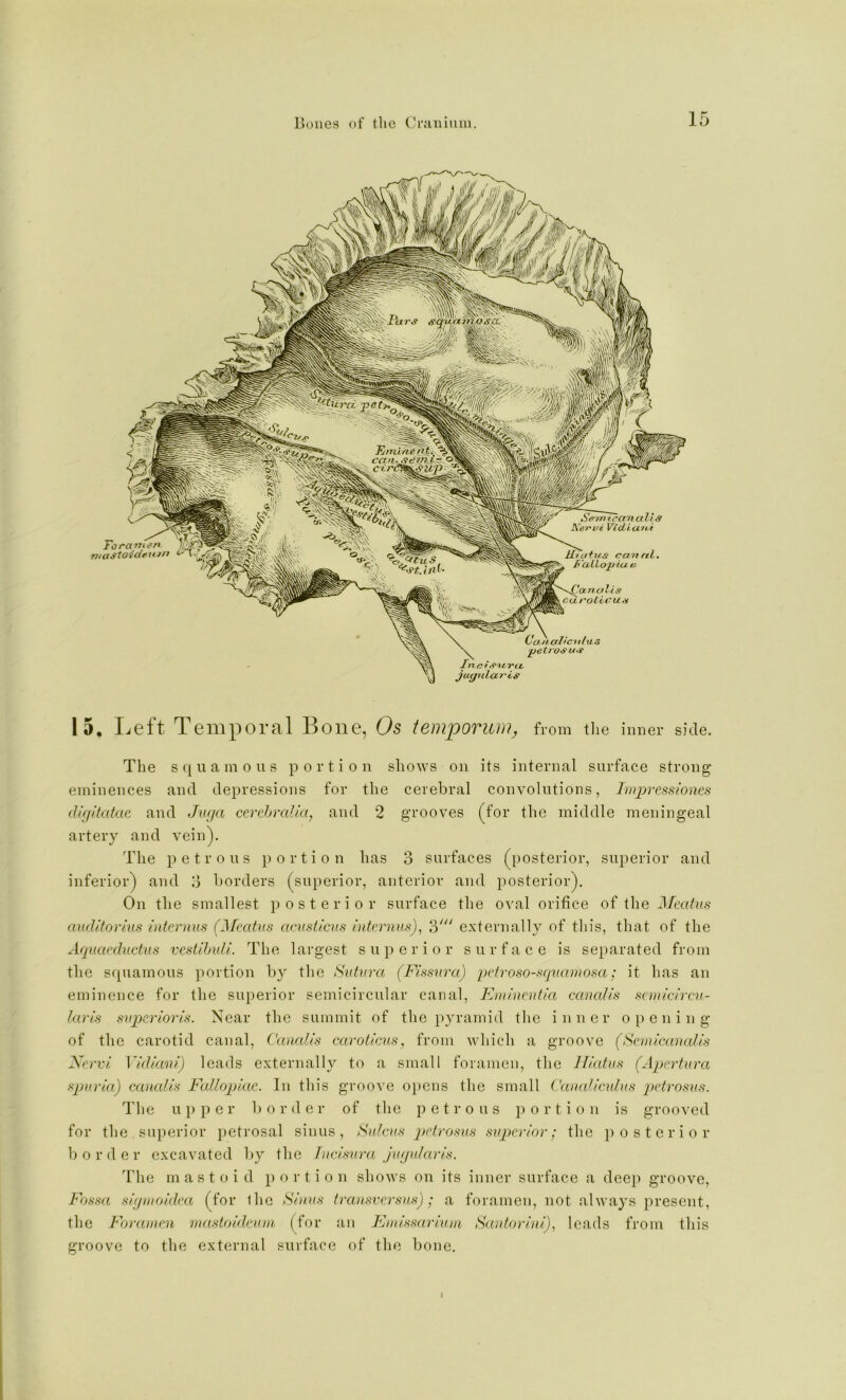 sq'u'antoscC Uniltienti caii-^eiTt.j-- « c£rdtttL’9U'P^. Sfi'/n icon alls Xervi VidbioLni Uiutus cannl , XuLLopiun '•^anolis curoticua jOLualicTifxLS '\^ petrosu-i Tnc f tftfvu- Jugularis 15, Left Temporal Bone, Os temjporum, from tlie inner side. The squamous portion shows on its internal surface strong- eminences and depressions for the cerebral convolutions, Imprcssiones dif/itatae and Jiufa cerchrcdia, and 2 grooves (for the middle meningeal artery and vein). The petrous portion has 3 surfaces (posterior, superior and inferior) and 3 borders (superior, anterior and posterior). On the smallest posterior surface the oval orifice of the Mcatuff auditorius internus (^^^>atus acusticiis intcj-nu.^t), 3''' externally of this, that of the Aquaeductus vestibuli. The largest superior surface is separated from the squamous portion by the Siitura (Fisswa) pcfroso-sqvcnuosa; it has an eminence for the superior semicircular canal, Emuicntia canalis sanicircv- laris svjjcrioris. Near the summit of the pyramid the inner opening of the carotid canal, Canalis carotlcns, from which a groove (Scmlcamdls Xervi Yldkmi) leads externally to a small foramen, the Hlatun (Apcvtura spuria) canalis Fallopiac. In this groove opens the small Canalicnlns pctrosus. The upper border of the petrous portion is grooved for the superior petrosal sinus. Sulcus pctrosus superior; the o s t e r i o r border excavated by the Incisvra ju(/ularis. The mastoid portion shows on its inner surface a deep groove. Fossa sifjnioidca (for the Sinus transversus); a foramen, not always present, the Foranieu rnastoidcuni (for an Finissariuni Santorini), leads from this groove to the external surface of the bone. I