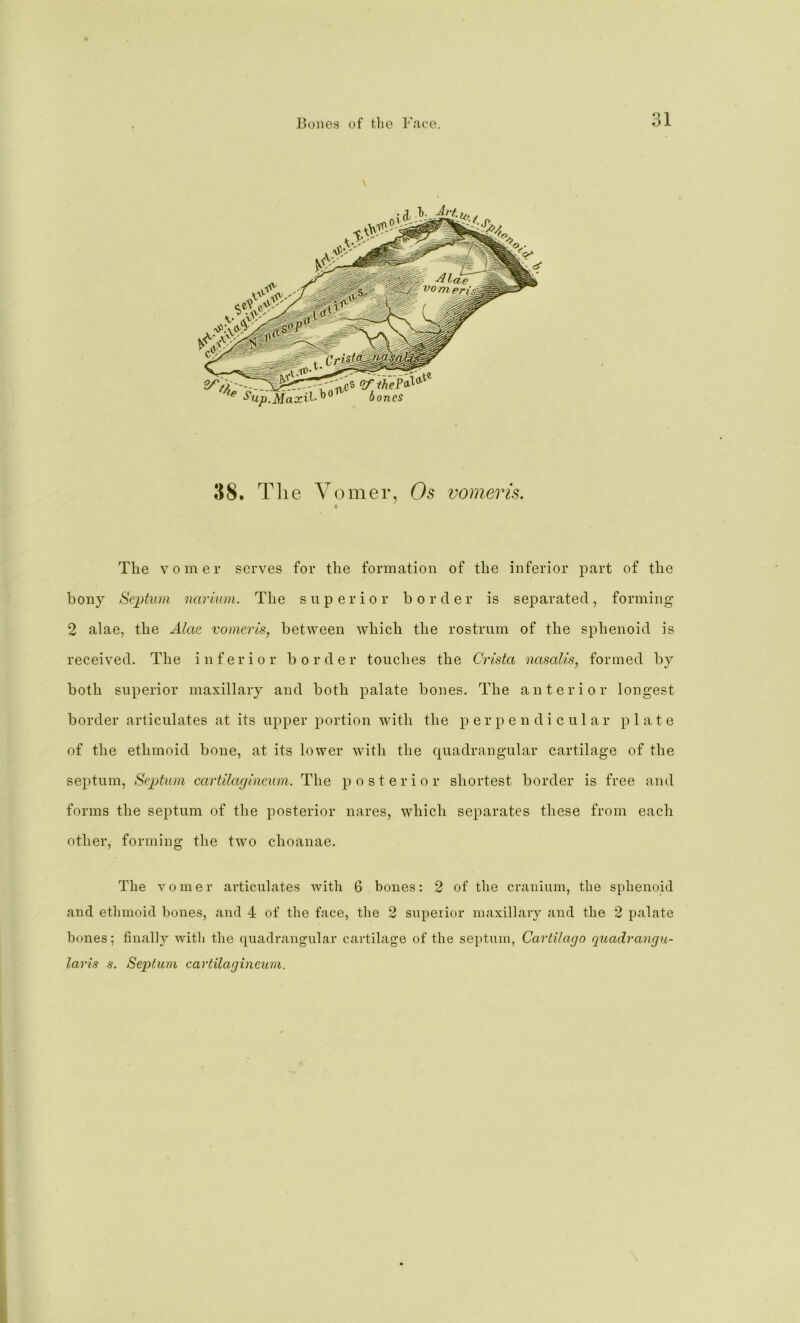 38. The V omer, Os vomer is. f The V 0 m e r serves for the formation of the inferior part of the bony Septum narium. The superior border is separated, forming 2 alae, the Alae vomcris, between which the rostrum of the sphenoid is received. The inferior border touches the Crista nasalls, formed by both superior maxillary and both palate bones. The anterior longest border articulates at its upper portion with the perpendicular plate of the ethmoid bone, at its lower with the quadrangular cartilage of the septum, SepAum cartilaejineum. The posterior shortest border is free and forms the septum of the posterior nares, which separates these from each other, forming the two choanae. The vomer articulates with 6 bones: 2 of the cranium, the sphenoid and ethmoid bones, and 4 of the face, the 2 superior maxillary and the 2 palate bones; finally witli the quadrangular cartilage of the sei)tum, Cartilago quadrangu- laris s. Septum cartilagineum.