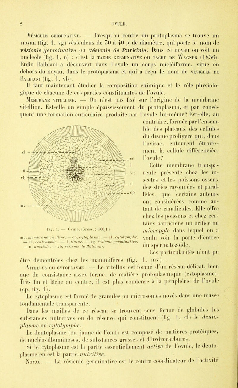 OVULE. Vésicule germinative. — Presqu’au centre du protoplasma se trouve un noyau (fig. 1, vg) vésiculeux de 50 à 40 p. de diamètre, qui porte le nom de vésicule germinative ou vésicule de Purkinje. Dans ce noyau on voit un nucléole (fig. 1, n) : c’est la tache germinative ou tacite de Wagner (1856). Enfin Balbiani a découvert dans l’ovule un corps nucléiforme, situé en dehors du noyau, dans le protoplasma et qui a reçu le nom de vésicule de Balbiani (fig. 1, vb). Il faut maintenant étudier la composition chimique et le rôle physiolo- gique de chacune de ces parties constituantes de l’ovule. Membrane vitelline. — On n’est pas fixé sur l’origine de la membrane vitelline. Est-elle un simple épaississement du protoplasma, et par consé- quent une formation cuticulaire produite par l’ovule lui-même? Est-elle, au contraire, formée par l’ensem- ble des plateaux des cellules du disque proligère qui, dans l’ovisac, entourent étroite- ment la cellule différenciée, co l’ovule? 1 Cette membrane transpa- vg rente présente chez les in- sectes et les poissons osseux cl | . , I dos stries rayonnees et parai- lèles, que certains auteurs ont considérées comme au- tant de canalieules. Elle offre chez les poissons et chez cer- tains batraciens un orifice ou micropyle dans lequel on a voulu voir la porte d’entrée du spermatozoïde. Ces particularités n’ont pu être démontrées chez les mammifères (fig. 1, mv). Yitellus ou cytoplasme. — Le vitellus est formé d’un réseau délicat, bien que de consistance assez ferme, de matière protoplasmique (cytoplasme). Très fin et lâche au centre, il est plus condensé à la périphérie de 1 ovule 1. — Ovule. (Cro:- r»oo/i. mv, membrane vitelline. —cp, cytoplasme. — cl. cylolymphe. — ce, centrosome. — 1, linine.— vg, vésicule germinative. — n. nucléole. — vb, vésicule de Balbiani. (cp, iîg. 1). Le cytoplasme est formé de granules ou microsomes noyés dans une masse fondamentale transparente. Dans les mailles de ce réseau se trouvent sous forme de globules les substances nutritives ou de réserve qui constituent (fig. 1, cl) Je cleuto- plasme ou cytolymphe. Le deutoplasme (ou jaune de l’œuf) est composé de matières protéiques, de nucléo-albuminoses, de substances grasses et d’hydrocarbures. Si le cytoplasme est la partie essentiellement active de I ovule, le deuto- plasme en est la partie nutritive. Noyau. — La vésicule germinative est le centre coordinateur de 1 activité