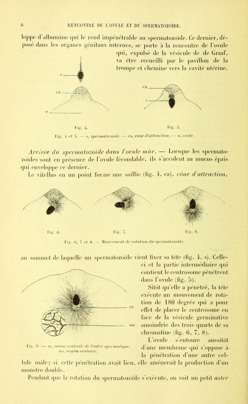 loppe d’albumine qui le rend impénétrable au spermatozoïde. Ce dernier, dé- posé dans les organes génitaux internes, se porte à la rencontre de l’ovule qui, expulsé de la vésicule de de Graaf, va être recueilli par le pavillon de la trompe et chemine vers la cavité utérine. 0 Fig. i. Fig. 5. Fig. -i et 5. — s, spermatozoïde. — ca, cône d'attraction. — o, ovule. Arrivée du spermatozoïde dans l ovule mûr. — Lorsque les spermato- zoïdes sont en présence de L ovule fécondable, ils s’accolent au mucus épais qui enveloppe ce dernier. Le vitellus en un point forme une saillie (fig. 4, ca), cône d'attraction, au sommet de laquelle un spermatozoïde vient fixer sa tête (fig. 4, s). Celle- ci et la partie intermédiaire qui contient le centrosome pénètrent dans l’ovule (fig. 5). Sitôt qu elle a pénétré, la tête exécute un mouvement de rota- tion de 180 degrés qui a pour ,ï5 effet de placer le centrosome en face de la vésicule germinative no amoindrie des trois quarts de sa chromatine (fig. 6, 7, 8). L’ovule s’entoure aussitôt d'une membrane qui s’oppose à la pénétration d’une autre cel- elle amènerait la production d’un Fig. 9. — as, masse centrale de l'aster spermatique. no, noyau ovulaire. Iule mâle; si cette pénétration avait lieu, monstre double. Pendant que la rotation du spermatozoïde s’exécute, on voit un petit aster