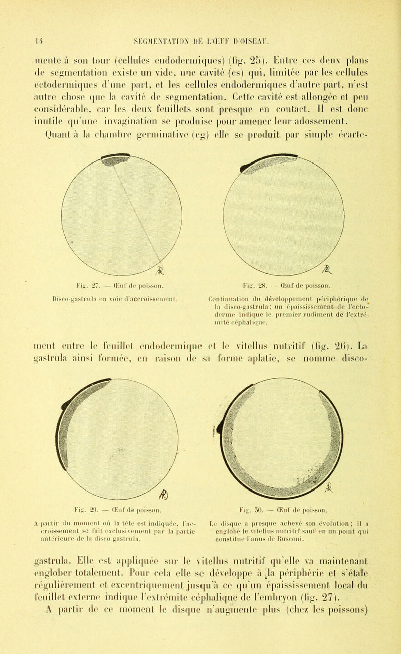 mente à son tour (cellules endodermiques) (fîg. 25). Entre ces deux plans de segmentation existe un vide, une cavité (es) qui, limitée par les cellules ectodermiques d’une part, et les cellules endodermiques d’autre part, n’est autre chose que la cavité (h* segmentation. Cette cavité est allongée et peu considérable, car les deux feuillets sont presque en contact. Il est donc inutile qu’une invagination se produise pour amener leur adossement. Quant à la chambre germinative (cg) elle se produit par simple écarte- Disco-gastrula en voie d’accroissemenl. Continuation du développement périphérique de la disco-gastrula; un épaississement de l’ecto- derme indique le premier rudiment de l’extré- mité céphalique, ment entre le feuillet endodermique et le vitellus nutritif (fîg. 26). La gastrula ainsi formée, en raison de sa forme aplatie, se nomme disco- A partir du moment où la tête est indiquée, l'ac- croissement se fait exclusivement par la partie antérieure de la disco-gastrula. Fig. 50. — Œuf de poisson. Le disque a presque achevé son évolution; il a englobé le vitellus nutritif sauf en un point qui constitue l’anus de Rusconi. gastrula. Elle est appliquée sur le vitellus nutritif qu’elle va maintenant englober totalement. Pour cela elle se développe à hi périphérie et s’étale régulièrement et excentriquement jusqu’à ce qu’un épaississement local du feuillet externe indique l’extrémite céphalique de l’embryon (fîg. 27). A partir de ce moment le disque n’augmente plus (chez les poissons)