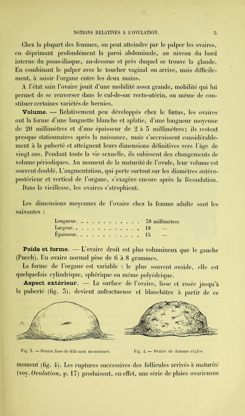 Chez la plupart des femmes, on peut atteindre par le palper les ovaires, en déprimant profondément la paroi abdominale, au niveau du bord interne du psoas-iliaque, au-dessous et près duquel se trouve la glande. En combinant le palper avec le toucher vaginal on arrive, mais difficile- ment, à saisir l’organe entre les deux mains. A l’état sain l’ovaire jouit d’une mobilité assez grande, mobilité qui lui permet de se renverser dans le cul-de-sac recto-utérin, ou même de con- stituer certaines variétés de hernies. Volume. — Relativement peu développés chez le fœtus, les ovaires ont la forme d’une languette blanche et aplatie, d’une longueur moyenne de 20 millimètres et d’une épaisseur de 2 à 3 millimètres ; ils restent presque stationnaires après la naissance, mais s’accroissent considérable- ment à la puberté et atteignent leurs dimensions définitives vers l’âge de vingt ans. Pendant toute la vie sexuelle, ils subissent des changements de volume périodiques. Au moment de la maturité de l’ovule, leur volume est souvent doublé. L’augmentation, qui porte surtout sur les diamètres antéro- postérieur et vertical de l’organe, s’exagère encore après la fécondation. Dans la vieillesse, les ovaires s’atrophient. Les dimensions moyennes de l’ovaire chez la femme adulte sont les suivantes : Longueur 58 millimètres Largeur 18 — Épaisseur 15 — Poids et forme. — L’ovaire droit est plus volumineux que le gauche (Puech). Un ovaire normal pèse de 6 à 8 grammes. La forme de l’organe est variable : le plus souvent ovoïde, elle est quelquefois cylindrique, sphérique ou même polyédrique. Aspect extérieur. — La surface de l’ovaire, lisse et rosée jusqu’à la puberté (fig. 3), devient anfractueuse et blanchâtre à partir de ce Fig. 5. — Ovaire lisse de fille non menstruée. Fig. i. — Ovaire de femme réglée. moment (fig. 4). Les ruptures successives des follicules arrivés à maturité (voy. Ovulation, p. 17) produisent, en effet, une série de plaies ovariensne