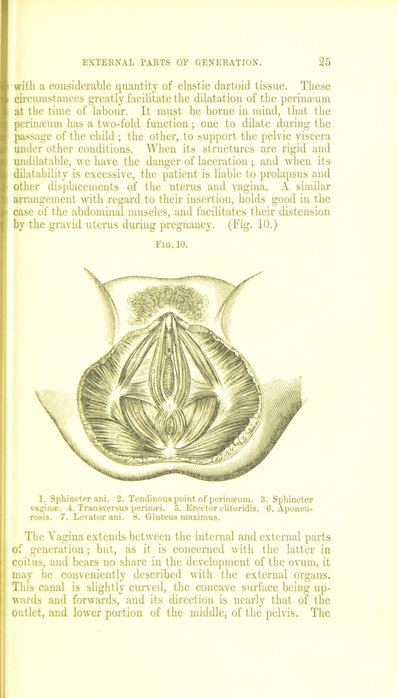 with a considerable quantity of clastic dartoid tissue. These circumstances greatly facilitate the dilatation of the perinauim at the time of labour. It must be borne in mind, that the perinauim has a two-fold function; one to dilate during the passage of the child ; the other, to support the pelvic viscera under other conditions. When its structures are rigid and undilatable, we have the danger of laceration; and when its dilatability is excessive, the patient is liable to prolapsus and other displacements of the uterus and vagina. A similar arrangement with regard to their insertion, holds good in the case of the abdominal muscles, and facilitates their distension by the gravid uterus during pregnancy. (Tig. 10.) Fig. 10. 1. Sphincter ani. 2. Tendinous point of perimeum. 3. Sphincter vagpnae. 4. Transversus periniei. 5. Erector clitoridis. 6. Aponeu- rosis. 7. Levator ani. 8. Gluteus maximus. The Vagina extends between the internal and external parts of generation; but, as it is concerned with the latter in coitus, and bears no share in the development of the ovum, it may be conveniently described with the external organs. This canal is slightly curved, the concave surface being up- wards and forwards, and its direction is nearly that of the outlet, and lower portion of the middle, of the pelvis. The