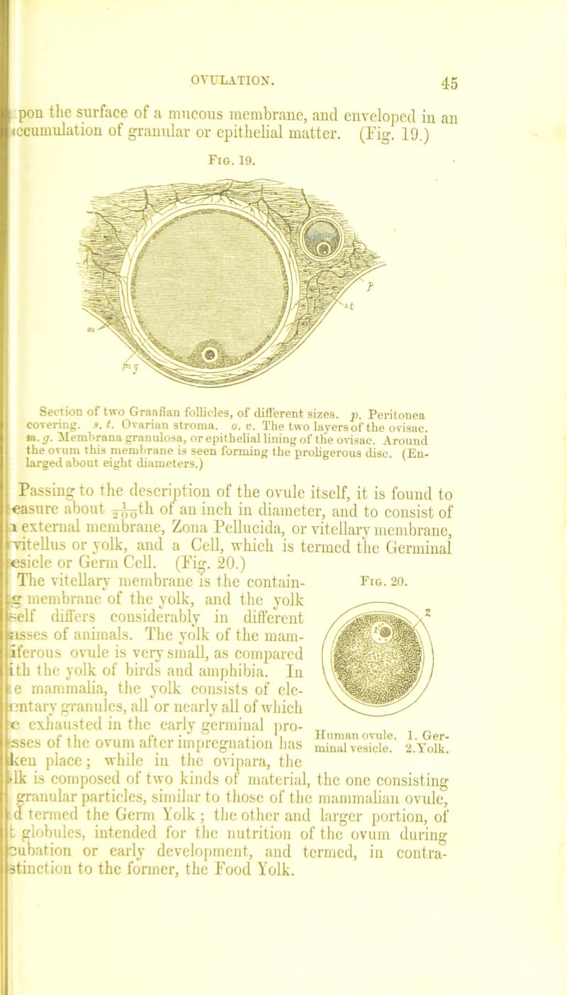 _pon the surface of a mucous membrane, and enveloped in an accumulation of granular or epithelial matter. (Fig. 19.) Fig. 19. Section of two Graafian follicles, of different sizes, p. Peritonea covering. ». I. Ovarian stroma, o. v. The two layers of the ovisac. m.g. Alembrana granulosa, or epithelial lining of the ovisac. Around the ovum this membrane is seen forming the proligerous disc. (En- larged about eight diameters.) Passing to the description of the ovule itself, it is found to easure about ^th of au hick diameter, and to consist of i external membrane, Zona Pellucida, or vitellarv membrane, vitellus or yolk, and a Cell, which is termed the Germinal Fig. 20. lesicle or Germ Cell. (Fig. 20.) The vitellarv membrane is the contain- § membrane of the yolk, and the yolk self differs considerably in different isses of animals. The yolk of the mam- iferous ovule is very small, as compared ith the yolk of birds and amphibia. In te mammalia, the yolk consists of ele- entary granules, all or nearly all of which e exhausted in the early germinal pro- ssses of the ovum after impregnation lias ken place; while in the ovipara, the >lk is composed of two kinds of material, the one consisting 1 granular particles, similar to those of the mammalian ovule, d termed the Germ Yolk ; the other and larger portion, of t globules, intended for the nutrition of the ovum during ubation or early development, and termed, in contra- stinction to the former, the Food Yolk. Human ovule. 1. Ger- minal vesicle. 2. Yolk.