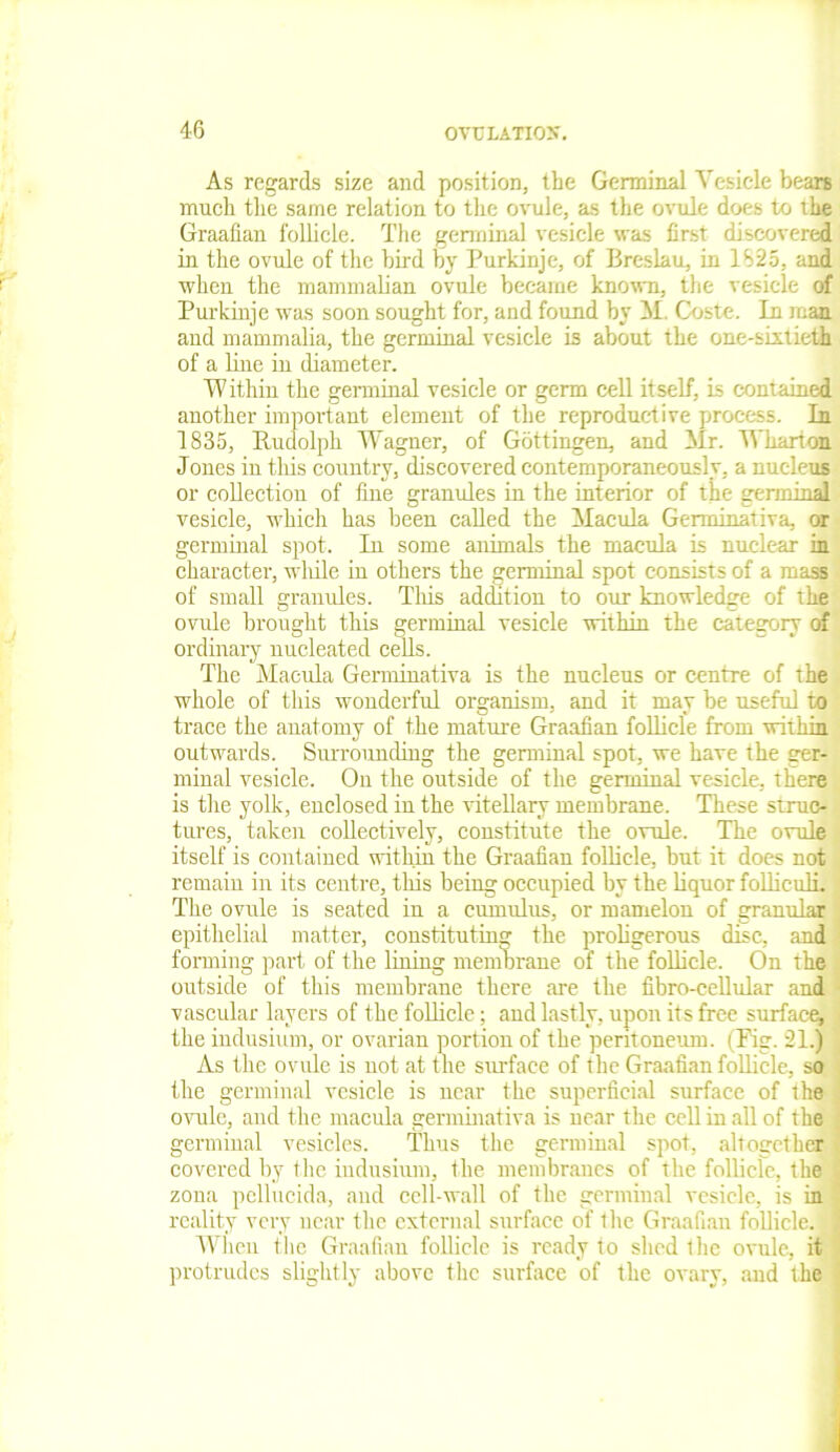 As regards size and position, the Germinal Vesicle bears much the same relation to the ovule, as the ovule does to the Graafian follicle. The germinal vesicle was first discovered in the ovule of the bird by Purkinje, of Breslau, in 1825, and when the mammalian ovule became known, the vesicle of Purkinje was soon sought for, and found by hi. Coste. In man and mammalia, the germinal vesicle is about the one-sixtieth of a line in diameter. Within the germinal vesicle or germ cell itself, is contained another important element of the reproductive process. In 1835, Rudolph Wagner, of Gottingen, and Mr. Wharton Jones in this country, discovered contemporaneously, a nucleus or collection of line granules in the interior of the germinal vesicle, which has been called the Macula Germinativa, or germinal spot. In some animals the macula is nuclear in character, while in others the germinal spot consists of a mass of small granules. This addition to our knowledge of the ovule brought this germinal vesicle within the category of ordinary nucleated cells. The Macula Germinativa is the nucleus or centre of the whole of this wonderful organism, and it may be useful to trace the anatomy of the mature Graafian follicle from within outwards. Surrounding the germinal spot, we have the ger- minal vesicle. On the outside of the germinal vesicle, there is the yolk, enclosed in the vitellary membrane. These struc- tures, taken collectively, constitute the ovule. The ovule itself is contained within the Graafian follicle, but it does not remain in its centre, this being occupied by the liquor folliculi. The ovule is seated in a cumulus, or mamelon of granular epithelial matter, constituting the proligerous disc, and forming part of the lining membrane of the follicle. On the outside of this membrane there are the fibro-cellular and vascular layers of the follicle; and lastly, upon its free surface, , the indusium, or ovarian portion of the peritoneum. (Fig. 21.) As the ovule is not at the surface of the Graafian follicle, so the germinal vesicle is near the superficial surface of the ovule, and the macula germinativa is near the cell in all of the germinal vesicles. Thus the germinal spot, altogether covered by the indusium, the membranes of the follicle, the zona pellucida, and cell-wall of the germinal vesicle, is in reality very near the external surface of tlie Graafian follicle. When the Graafian follicle is ready to shed the ovule, it protrudes slightly above the surface of the ovary, and the