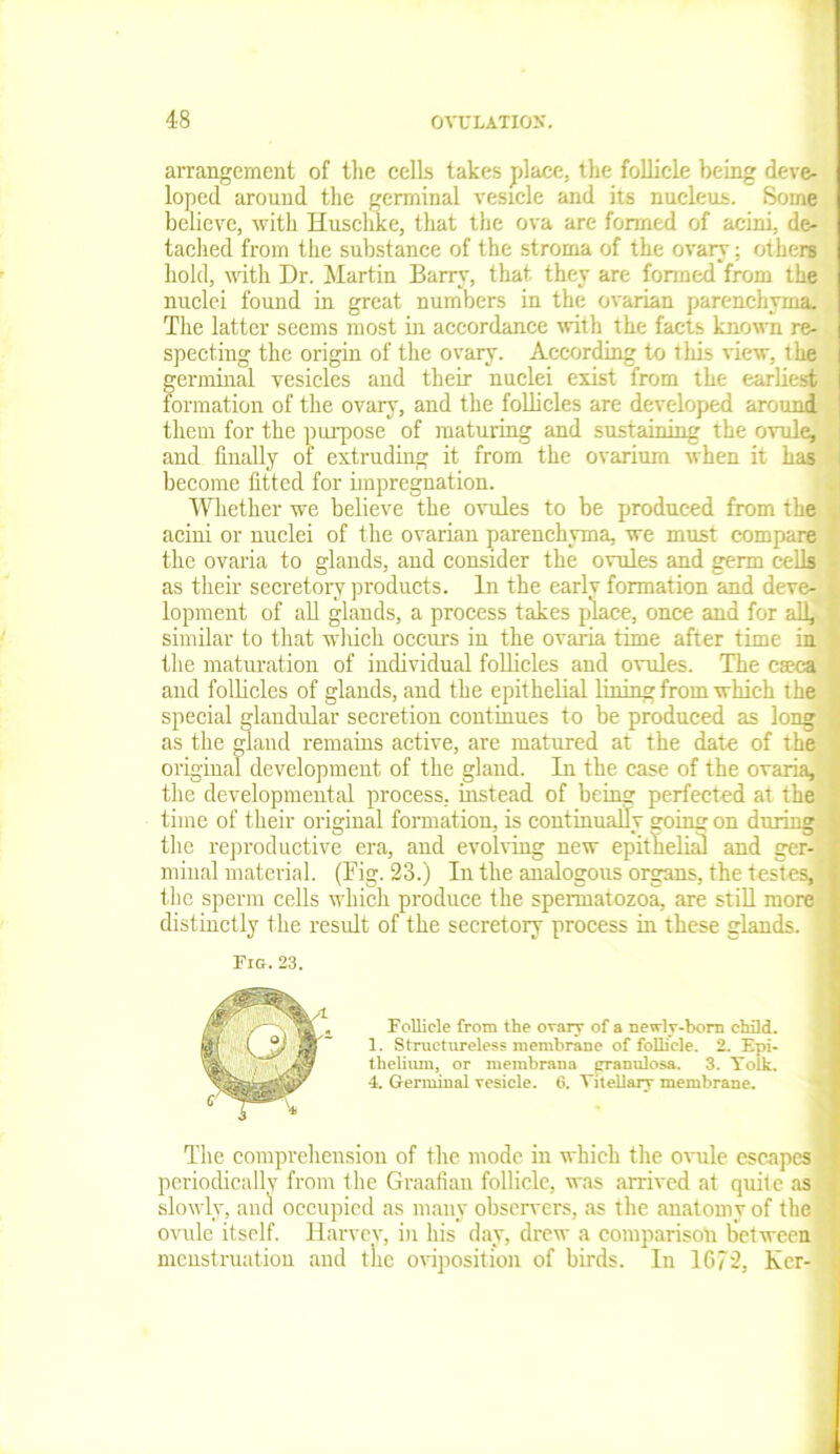 arrangement of the cells takes place, the follicle being deve- loped around the germinal vesicle and its nucleus. Some believe, with Huschke, that the ova are formed of acini, de- tached from the substance of the stroma of the ovary: others hold, noth Dr. Martin Barry, that they are formed from the nuclei found in great numbers in the ovarian parenchyma. The latter seems most in accordance with the facts known re- specting the origin of the ovary. According to this view, the germinal vesicles and their nuclei exist from the earliest formation of the ovary, and the follicles are developed around them for the purpose of maturing and sustaining the ovule, and finally of extruding it from the ovarium when it has become fitted for impregnation. Whether we believe the ovules to be produced from the acini or nuclei of the ovarian parenchyma, we must compare the ovaria to glands, and consider the ovules and germ cells as their secretory products. In the early formation and deve- lopment of all glands, a process takes place, once and for all, similar to that which occurs in the ovaria time after time in the maturation of individual follicles and ovules. The cseea aud follicles of glands, and the epithelial lining from which the special glandular secretion continues to be produced as long as the gland remains active, are matured at the date of the original development of the gland. In the ease of the ovaria, the developmental process, instead of being perfected at the time of their original formation, is continually going on during the reproductive era, and evolving new epithelial and ger- minal material. (Fig. 23.) In the analogous organs, the testes, the sperm cells which produce the spermatozoa, are still more distinctly the result of the secretory process in these glands. . Fig. 23. Follicle from the ovary of a newly-born child. 1. Structureless membrane of follicle. 2. Epi- thelium, or membrana granulosa. 3. Yolk. 4. Germinal vesicle. 6. Yitellary membrane. The comprehension of the mode in which the ovule escapes periodically from the Graafian follicle, was arrived at quite as slowly, and occupied as many observers, as the anatomy of the ovule itself. Harvey, in his day, drew a comparison between menstruation and the opposition of birds. In 1672, Ker-