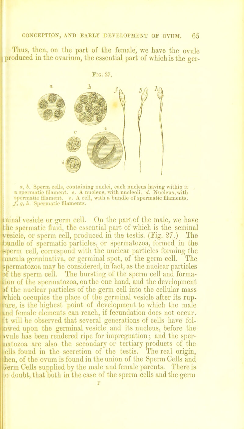 Thus, then, on the part of the female, we have the ovule produced in the ovarium, the essential part of which is the ger- Fig. 27. a, b. Sperm cells, containing nuclei, each nucleus having within it a spermatic filament, c. A nucleus, with nucleoli, d. Nucleus, with spermatic filament, e. A cell, with a bundle of spermatic filaments. ft g, h. Spermatic* filaments. minal vesicle or germ cell. Ou the part of the male, we have l he spermatic fluid, the essential part of which is the seminal vesicle, or sperm cell, produced in the testis. (Fig. 27.) The bundle of spermatic particles, or spermatozoa, formed in the sperm cell, correspond with the nuclear particles forming the macula germinativa, or germinal spot, of the germ cell. The spermatozoa may be considered, in fact, as the nuclear particles if the sperm cell. The bursting of the sperm cell ana forma- don of the spermatozoa, on the one hand, and the development >f the nuclear particles of the germ cell into the cellular mass which occupies the place of the germinal vesicle after its rup- fure, is the highest point of development to which the male likI female elements can reach, if fecundation does not occur, it will be observed that several generations of cells have fol- owed upon the germinal vesicle and its nucleus, before the mile has been rendered ripe for impregnation; and the sper- natozoa are also the secondary or tertiary products of the ells foimd in the secretion of the testis. The real origin, hen, of the ovum is found in the union of the Sperm Cells and derm Cells supplied by the male and female parents. There is ,o doubt, that both in the case of the sperm cells and the germ