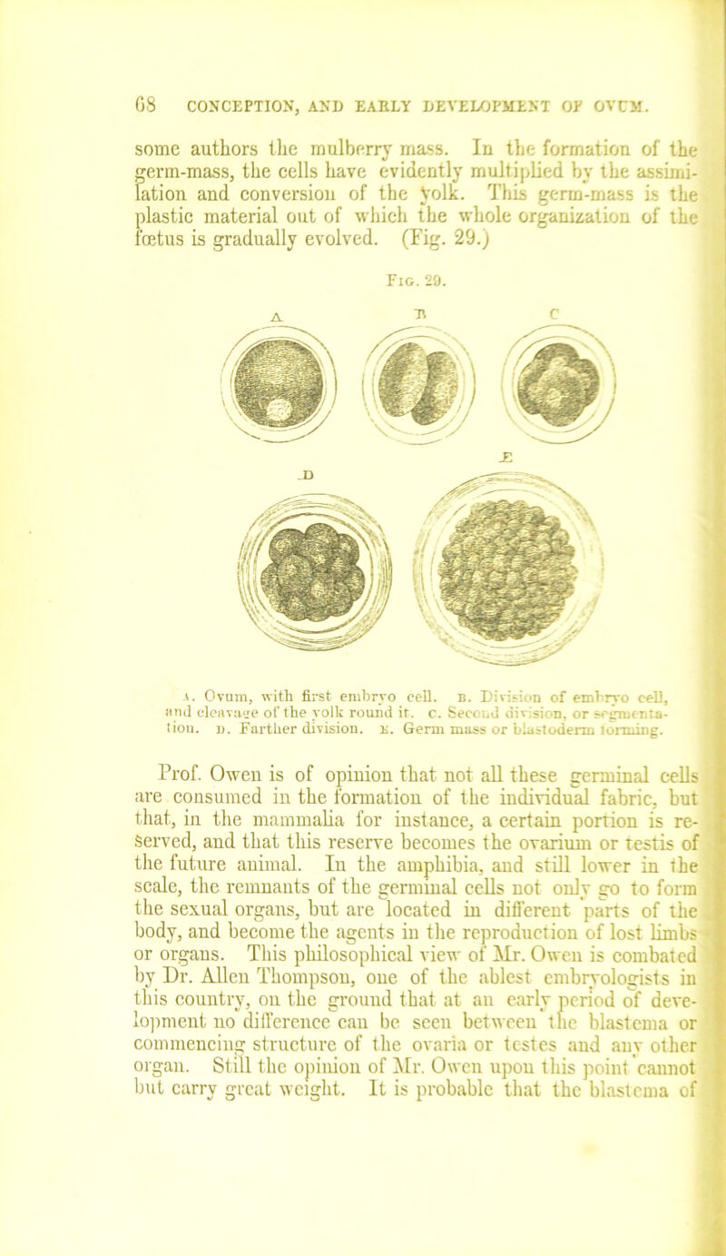 some authors the mulberry mass. In the formation of the germ-mass, the cells have evidently multiplied by the assimi- lation and conversion of the yolk. This germ-mass is the plastic material out of which the whole organization of the foetus is gradually evolved. (Fig. 29.) Fig.29. A Tl C a. Ovum, with first embryo cell. b. Division of embryo cell, and cleavaee of the yolk round it. c. Second division, or segmenta- tion. n. Farther division, k. Genu mass or blastoderm loiming. Prof. Owen is of opinion that not all these germinal cells are consumed in the formation of the individual fabric, but that, in the mammalia for instance, a certain portion is re- served, and that this reserve becomes the ovarium or testis of the future animal. In the amphibia, and still lower in the scale, the remnants of the germinal cells not only go to form the sexual organs, but are located in different 'parts of the body, and become the agents in the reproduction of lost limbs or organs. This philosophical view of Mr. Owen is combated by Dr. Allen Thompson, one of the ablest embryologists in this country, on the ground that at an early period of deve- lopment no difference can be seen between the blastema or commencing structure of the ovaria or testes and any other organ. Still the opinion of Mr. Owen upon this point cannot but carry great weight. It is probable that the blastema of