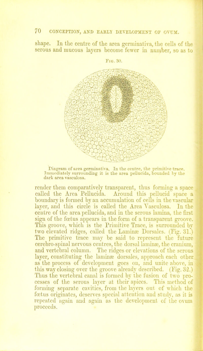shape. In the centre of the area germinativa, the cells of the serous and mucous layers become fewer in number, so as to ' Fig. 30. Diagram of area germinativa. In the centre, the primitive trace. Immediately surrounding it is the area peliucida, bounded by the dark area vasculosa. render them comparatively transparent, thus forming a space called the Area Peliucida. Around this pellucid space a boundary is formed by an accumulation of cells in the vascular layer, and this circle is called the Area Vasculosa. In the centre of the area peliucida, and in the serous lamina, the first sign of the fcetus appears in the form of a transparent groove. This groove, which is the Primitive Trace, is surrounded by two elevated ridges, called the Lamina* Dorsales. (Pig. 31.) The primitive trace may be said to represent the future cerebro-spinal nervous centres, the dorsal lamina?, the cranium, and vertebral column. The ridges or elevations of the serous layer, constituting the lamina? dorsales, approach each other as the process of development goes on, and unite above, in this way closing over the groove already described. (Pig. 32.) Thus the vertebral canal is formed by the fusion of two pro- cesses of the serous layer at their apices. This method of forming separate cavities, from the layers out of which the foetus originates, deserves special attention and study, as it is repeated again and again as the development of the ovum proceeds.