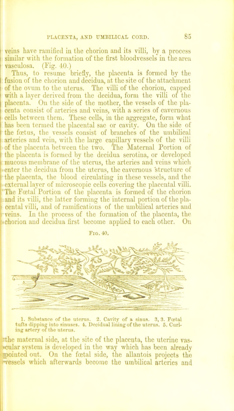 veins have ramified in the chorion and its villi, by a process similar with the formation of the first bloodvessels in the area vasculosa. (Fig. 40.) Thus, to resume briefly, the placenta is formed by the fusion of the chorion and decidua, at the site of the attachment of the ovum to the uterus. The villi of the chorion, capped with a layer derived from the decidua, form the villi of the placenta. On the side of the mother, the vessels of the pla- centa consist of arteries and veins, with a series of cavernous cells between them. These cells, in the aggregate, form what has been termed the placental sac or cavity. On the side of the fetus, the vessels consist of branches of the umbilical arteries and vein, with the large capillary vessels of the villi * of the placenta between the two. The Maternal Portion of the placenta is formed by the decidua serotina, or developed i mucous membrane of the uterus, the arteries and veins which ■ enter the decidua from the uterus, the cavernous structure of the placenta, the blood circulating in these vessels, and the ■ external layer of microscopic cells covering the placental villi. ‘The Foetal Portion of the placenta is formed of the chorion ; and its villi, the latter forming the internal portion of the pla- cental villi, and of ramifications of the umbilical arteries and veins. In the process of the formation of the placenta, the ■ chorion and decidua first become applied to each other. On Fig.40. 1. Substance of the uterus. 2. Cavity of a sinus. 3, 3. Foetal tufts dipping into sinuses. 4. Decidual lining of the uterus. 5. Curl- ing artery of the uterus. I'.lthe maternal side, at the site of the placenta, the uterine vas- cular system is developed in the way which has been already jpointecl out. On the fetal side, the allantois projects the mressels which afterwards become the umbilical arteries and