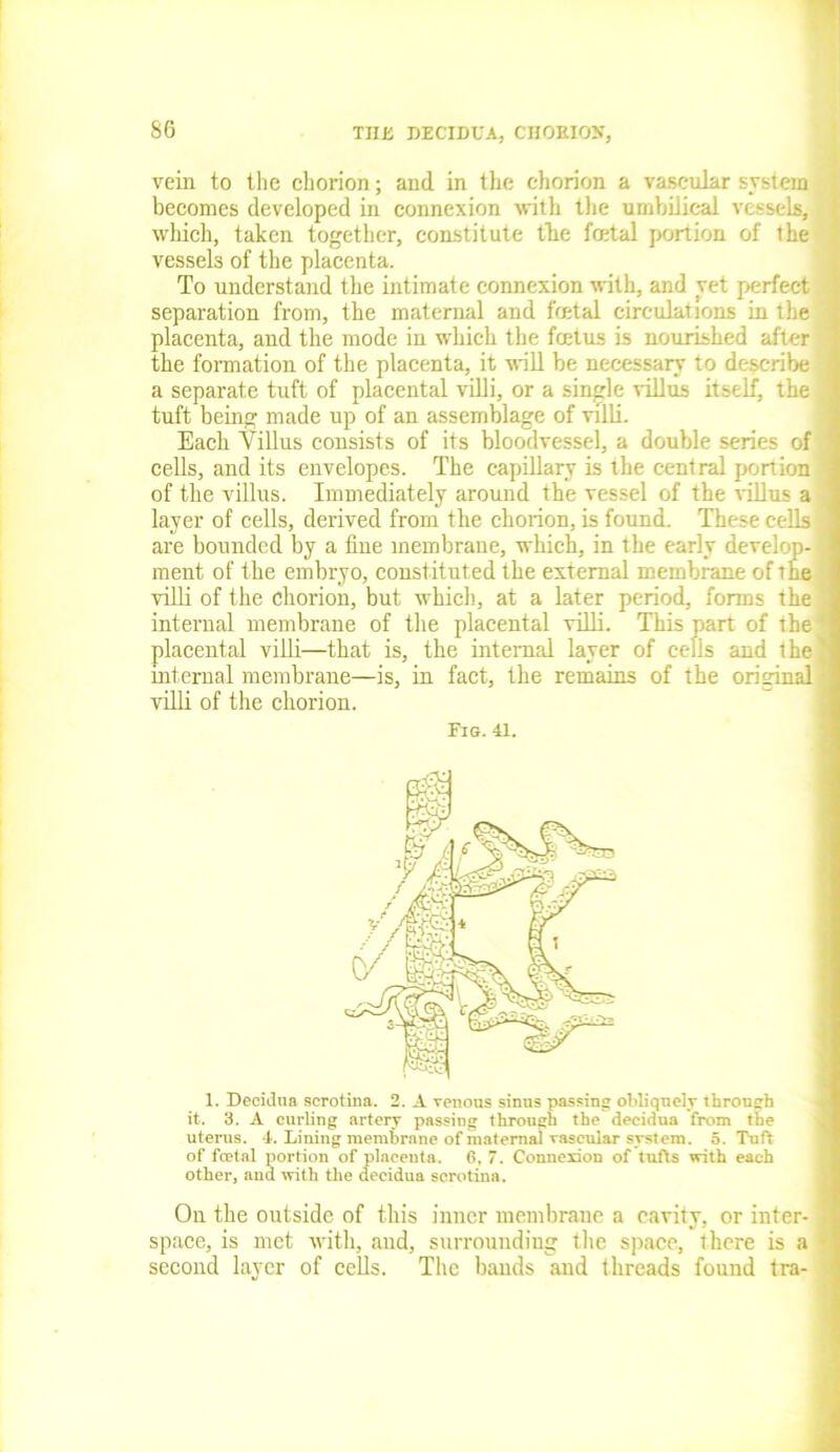 vein to the chorion; and in the chorion a vascular system becomes developed in connexion with the umbilical vessels, which, taken together, constitute the fcetal portion of the vessel of the placenta. To understand the intimate connexion with, and yet perfect separation from, the maternal and foetal circulations in the i placenta, and the mode in which the foetus is nourished after ; the formation of the placenta, it will be necessary to describe a separate tuft of placental villi, or a single villus itself, the tuft being made up of an assemblage of villi. Each Villus consists of its bloodvessel, a double series of cells, and its envelopes. The capillary is the central portion ' of the villus. Immediately around the vessel of the -villus a layer of cells, derived front the chorion, is found. These cells , are bounded by a fine membrane, which, in the early develop-] ment of the embryo, constituted the external membrane of the villi of the chorion, but which, at a later period, forms the internal membrane of the placental villi. This part of the* placental villi—that is, the internal layer of cells and the' internal membrane—is, in fact, the remains of the original villi of the chorion. Fig. 41. 1. Decidua scrotum. 2. A venous sinus passing obliquely through it. 3. A curling artery passing through the decidua from the uterus. 4. Lining membrane of maternal vascular system. 5. Tuft of fcetal portion of placenta. 6, 7. Connexion of tufts with each other, and with the decidua scrotina. On the outside of this inner membrane a cavity, or inter- space, is met with, and, surrounding the space, there is a second layer of cells. The bands and threads found tra-