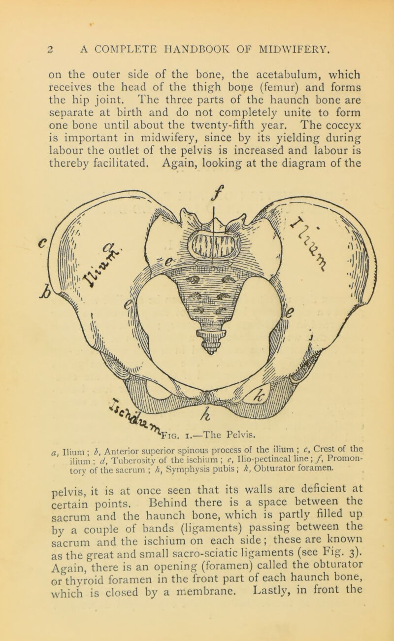 on the outer side of the bone, the acetabulum, which receives the head of the thigh borje (femur) and forms the hip joint. The three parts of the haunch bone are separate at birth and do not completely unite to form one bone until about the twenty-fifth year. The coccyx is important in midwifery, since by its yielding during labour the outlet of the pelvis is increased and labour is thereby facilitated. Again, looking at the diagram of the pelvis, it is at once seen that its walls are deficient at certain points. 13ehind there is a space between the sacrum and the haunch bone, which is partly filled up by a couple of bands (ligaments) passing between the sacrum and the ischium on each side; these are known as the great and small sacro-sciatic ligaments (see Fig. 3). Again, there is an opening (foramen) called the obturator or thyroid foramen in the front part of each haunch bone, which is closed by a membrane. Lastly, in front the