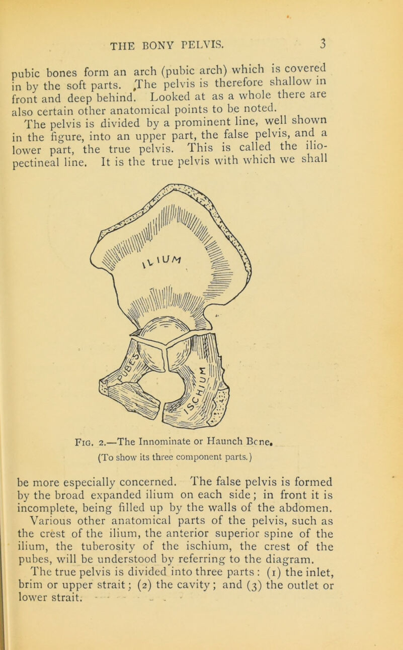 pubic bones form an arch (pubic arch) which is covered in by the soft parts. #The pelvis is therefore shallow in front and deep behind. Looked at as a whole there are also certain other anatomical points to be noted. The pelvis is divided by a prominent line, well shown in the figure, into an upper part, the false pelvis, and a lower part, the true pelvis. This is called the ilio- pectineal line. It is the true pelvis with which we shall be more especially concerned. The false pelvis is formed by the broad expanded ilium on each side; in front it is incomplete, being filled up by the walls of the abdomen. Various other anatomical parts of the pelvis, such as the crest of the ilium, the anterior superior spine of the ilium, the tuberosity of the ischium, the crest of the pubes, will be understood by referring to the diagram. The true pelvis is divided into three parts : (i) the inlet, brim or upper strait; (2) the cavity; and (3) the outlet or lower strait. _ . Fig. 2.—The Innominate or Haunch Bene. (To show its three component parts.)