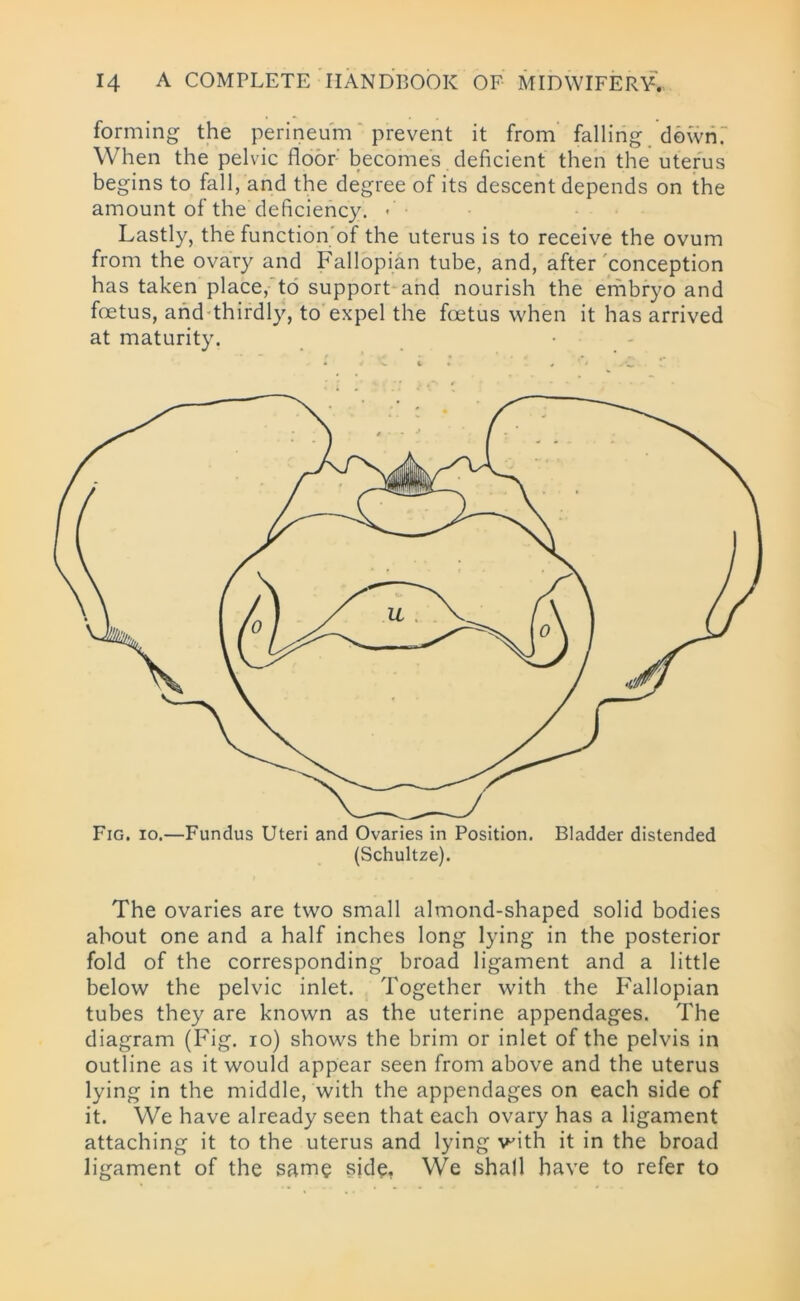 forming the perineum prevent it from falling down.' When the pelvic floor becomes deficient then the uterus begins to fall, and the degree of its descent depends on the amount of the deficiency. • • Lastly, the function of the uterus is to receive the ovum from the ovary and Fallopian tube, and, after conception has taken place, to support and nourish the embryo and foetus, and thirdly, to expel the foetus when it has arrived at maturity. Fig. io.—Fundus Uteri and Ovaries in Position. Bladder distended (Schultze). The ovaries are two small almond-shaped solid bodies about one and a half inches long lying in the posterior fold of the corresponding broad ligament and a little below the pelvic inlet. Together with the Fallopian tubes they are known as the uterine appendages. The diagram (Fig. io) shows the brim or inlet of the pelvis in outline as it would appear seen from above and the uterus lying in the middle, with the appendages on each side of it. We have already seen that each ovary has a ligament attaching it to the uterus and lying with it in the broad ligament of the same .side. We shall have to refer to