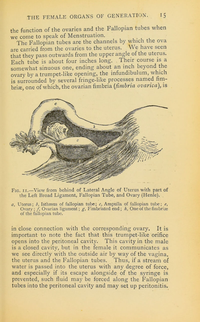 the function of the ovaries and the Fallopian tubes when we come to speak of Menstruation. The Fallopian tubes are the channels by which the ova are carried from the ovaries to the uterus. We have seen that they pass outwards from the upper angle of the uterus. Each tube is about four inches long. Their course is a somewhat sinuous one, ending about an inch beyond the ovary by a trumpet-like opening, the infundibulum, which is surrounded by several fringe-like processes named fim- briae, one of which, the ovarian fimbria (fimbria ovciricci), is Fig. ii.—View from behind of Lateral Angle of Uterus with part of the Left Broad Ligament, Fallopian Tube, and Ovary (Henie). a, Uterus; b, Isthmus of fallopian tube; c, Ampulla of fallopian tube; e, Ovary ; f. Ovarian ligament; g, Fimbriated end ; h, One of the fimbriae of the fallopian tube. in close connection with the corresponding ovary. It is important to note the fact that this trumpet-like orifice opens into the peritoneal cavity. This cavity in the male is a closed cavity, but in the female it communicates as we see directly with the outside air by way of the vagina, the uterus and the Fallopian tubes. Thus, if a stream of water is passed into the uterus with any degree of force, and especially if its escape alongside of the syringe is prevented, such fluid may be forced along the Fallopian tubes into the peritoneal cavity and may set up peritonitis.