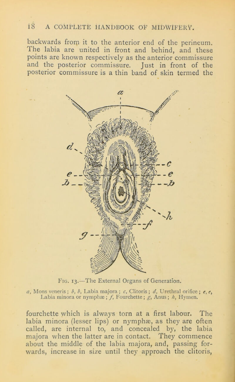 backwards frorp it to the anterior end of the perineum. The labia are united in front and behind, and these points are known respectively as the anterior commissure and the posterior commissure. Just in front of the posterior commissure is a thin band of skin termed the Fig. 13.—The External Organs of Generation. a, Mons veneris ; b, b, Labia majora ; c, Clitoris ; d, Urethral orifice ; e, <r, Labia minora or nymphae ; f, Fourchette ; g, Anus ; h, Hymen. fourchette which is always torn at a first labour. The labia minora (lesser lips) or nymphse, as they are often called, are internal to, and concealed by, the labia majora when the latter are in contact. They commence about the middle of the labia majora, and, passing for- wards, increase in size until they approach the clitoris,