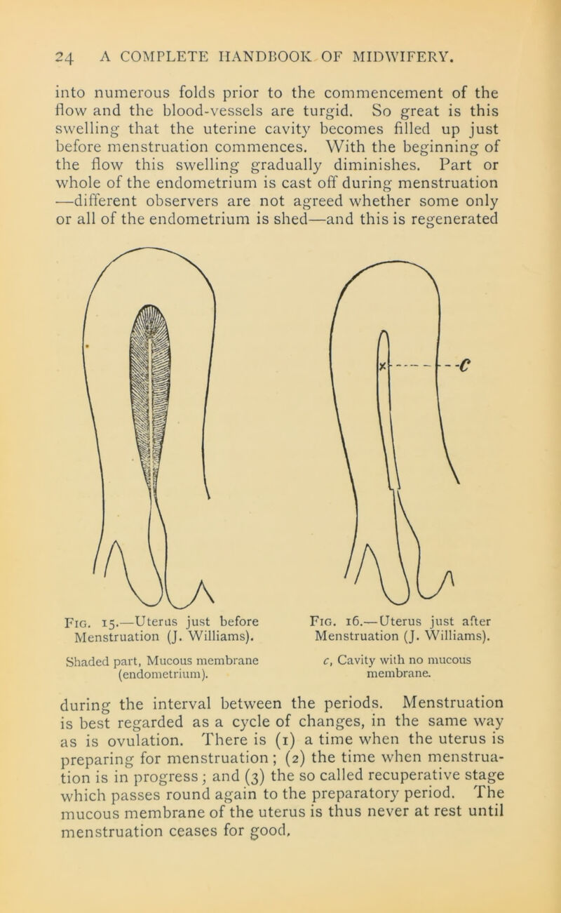 into numerous folds prior to the commencement of the flow and the blood-vessels are turgid. So great is this swelling that the uterine cavity becomes filled up just before menstruation commences. With the beginning of the flow this swelling gradually diminishes. Part or whole of the endometrium is cast off during menstruation —different observers are not agreed whether some only or all of the endometrium is shed—and this is regenerated Fig. 15.—Uterus just before Menstruation (J. Williams). Shaded part, Mucous membrane (endometrium). Fig. 16.— Uterus just after Menstruation (J. Williams). c, Cavity with no mucous membrane. during the interval between the periods. Menstruation is best regarded as a cycle of changes, in the same way as is ovulation. There is (1) a time when the uterus is preparing for menstruation ; (2) the time when menstrua- tion is in progress; and (3) the so called recuperative stage which passes round again to the preparatory period. The mucous membrane of the uterus is thus never at rest until menstruation ceases for good.