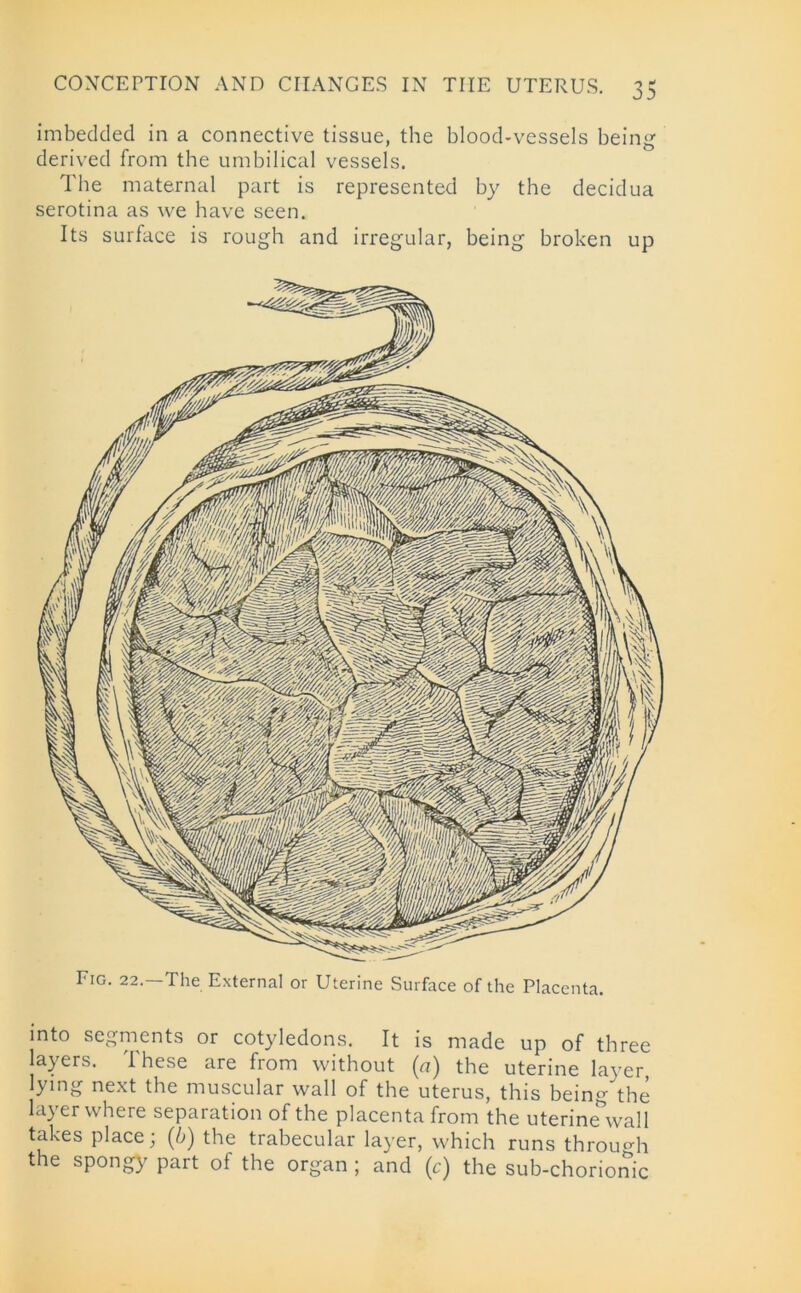 imbedded in a connective tissue, the blood-vessels being derived from the umbilical vessels. The maternal part is represented by the decidua serotina as we have seen. Its surface is rough and irregular, being broken up Fig. 22.—The External or Uterine Surface of the Placenta. into segments or cotyledons. It is made up of three layers. These are from without (a) the uterine layer, lying next the muscular wall of the uterus, this being the layer where separation of the placenta from the uterine wall takes place; (b) the trabecular layer, which runs through the spongy part of the organ ; and (c) the sub-chorionic